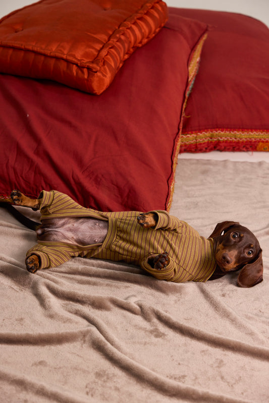 Mesh undershirt for Dachshund