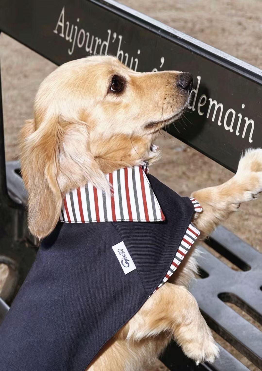 Dog/Dachshund Trench Coat