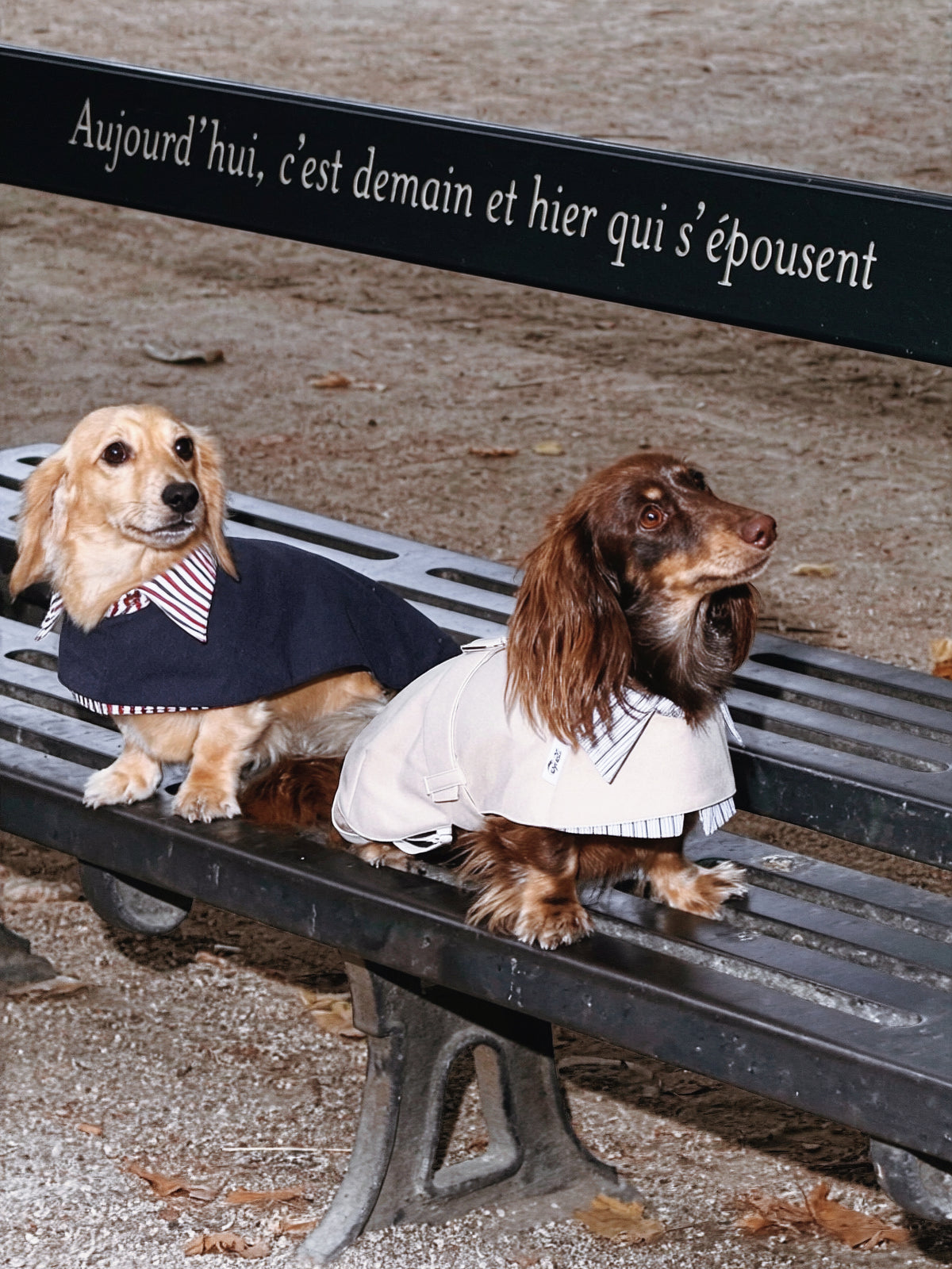 Trench Coat Beige pour Chien/Teckel