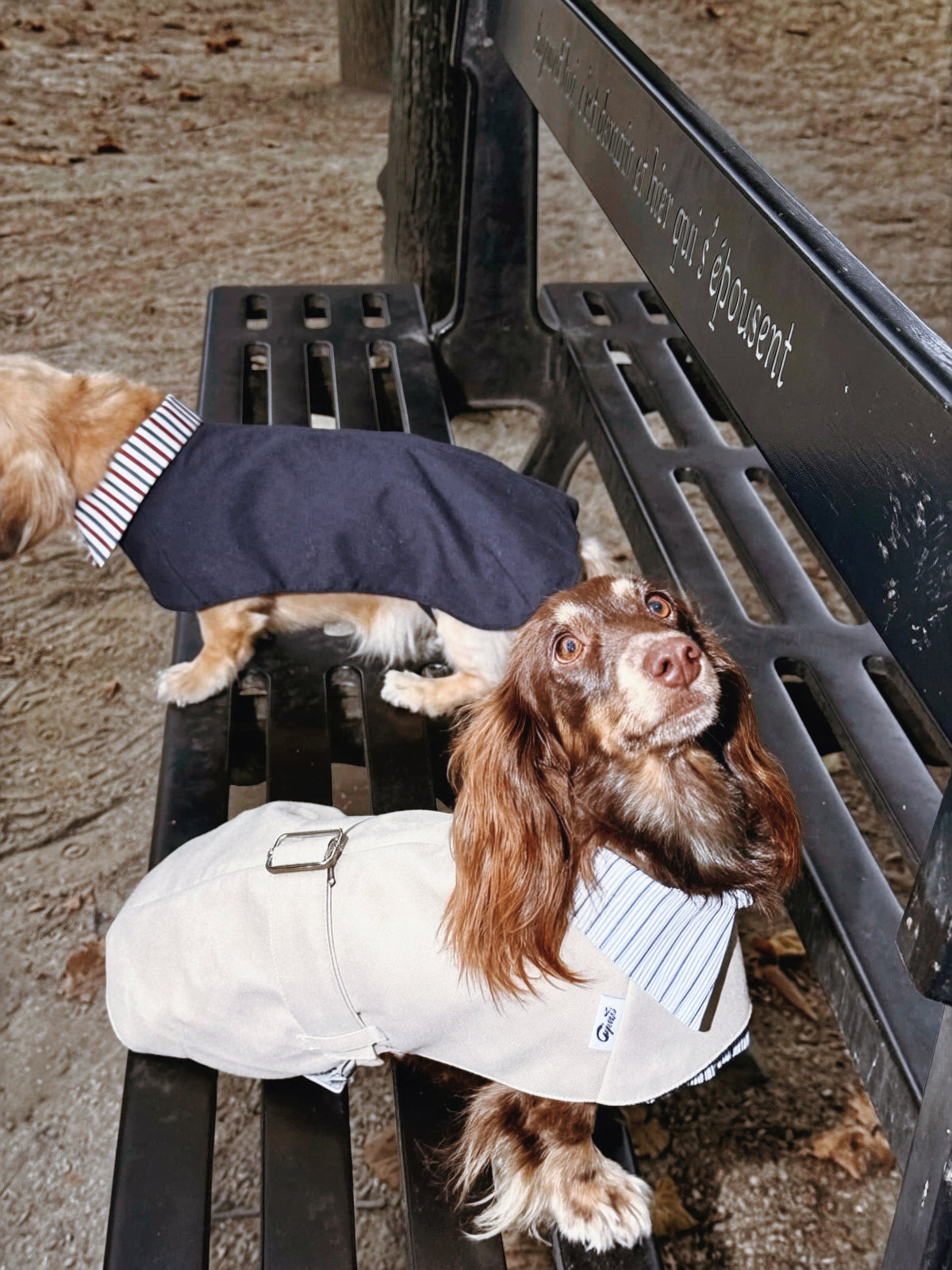 Trench Coat Beige pour Chien/Teckel