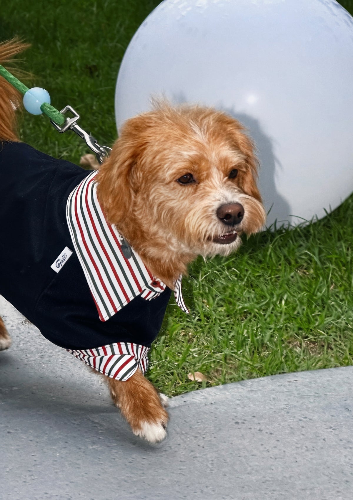 Dog/Dachshund Trench Coat