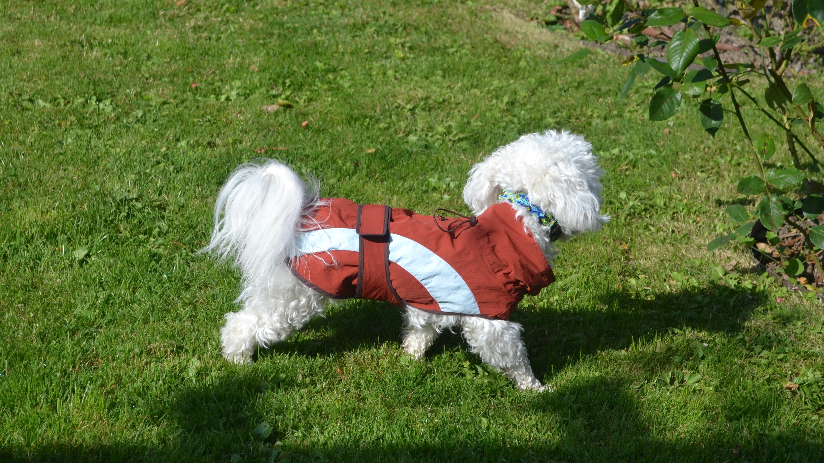 HUSHBABY Imperméable pour chien - A blocs de couleur Rouge