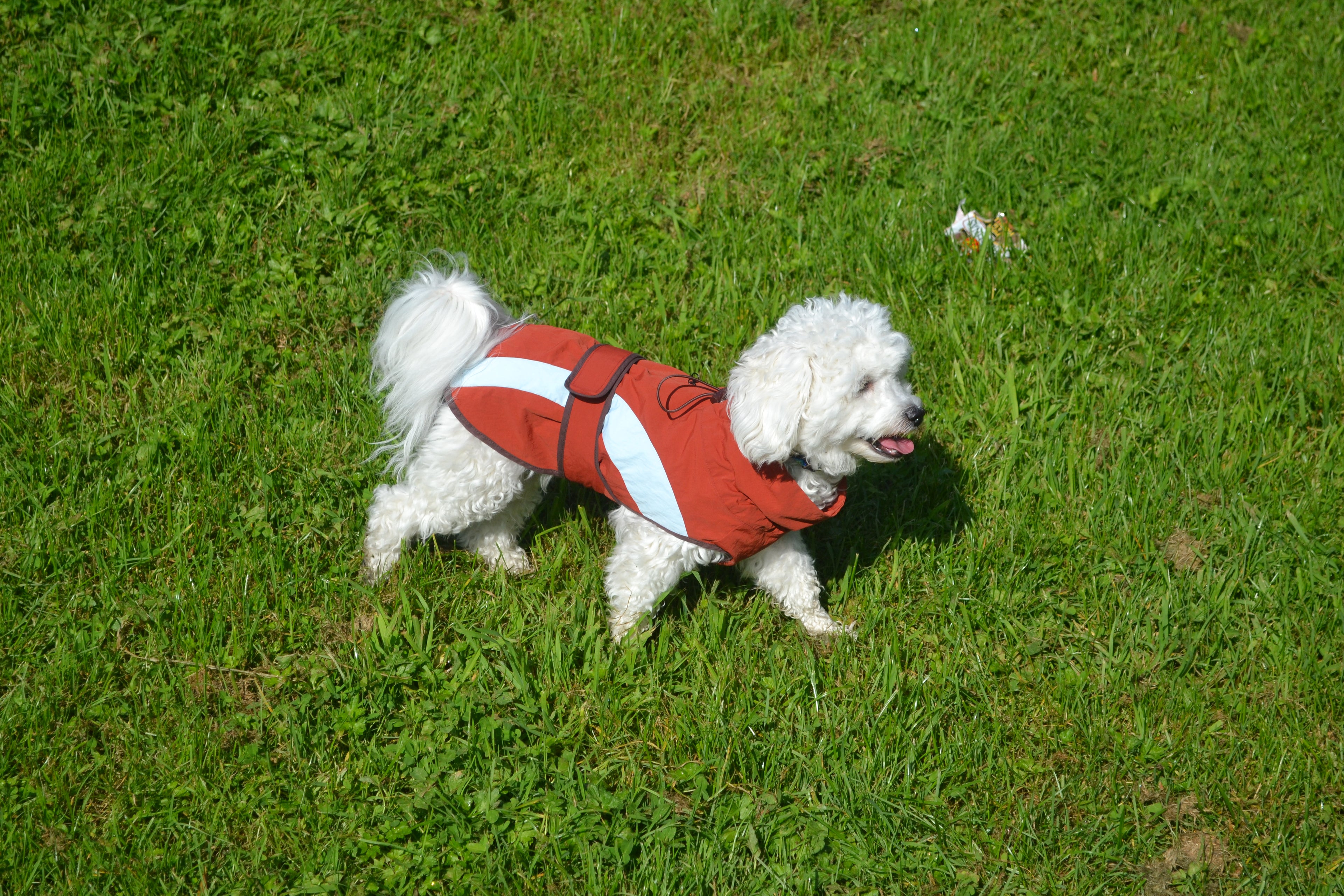 HUSHBABY Imperméable pour chien- A blocs de couleur