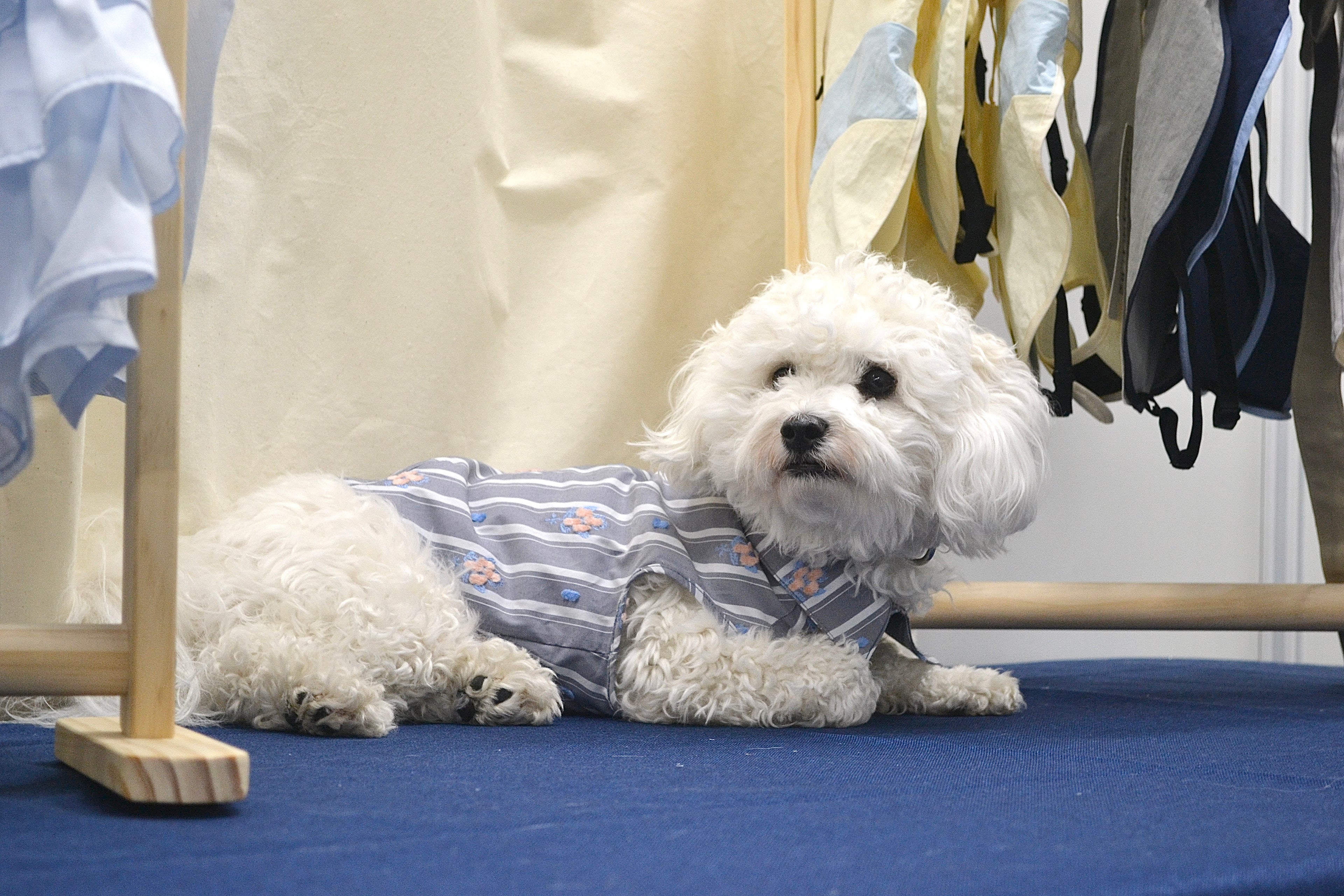 NUOMI Chemise pour chien – Floralies