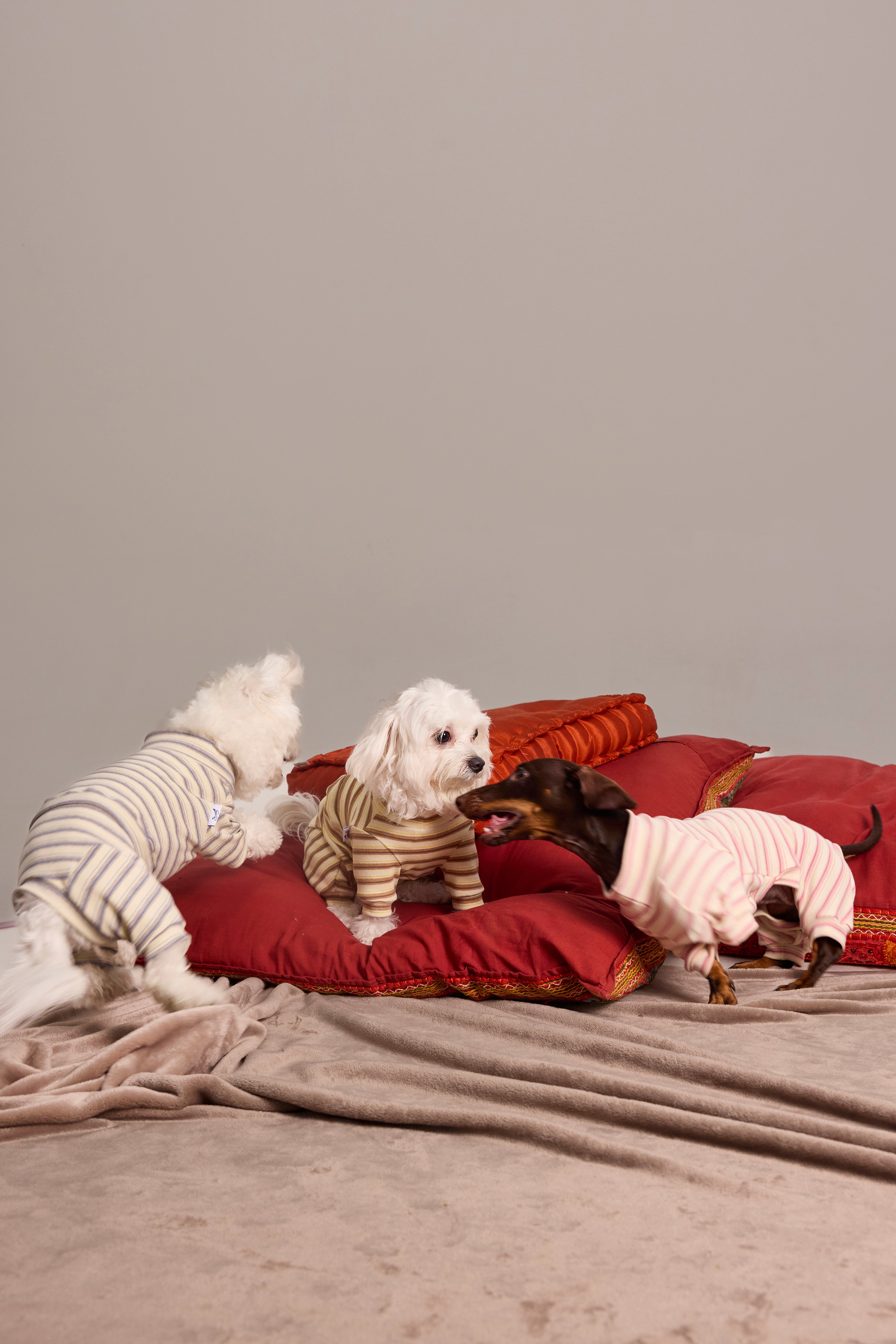 Sous-pull en maille pour chien