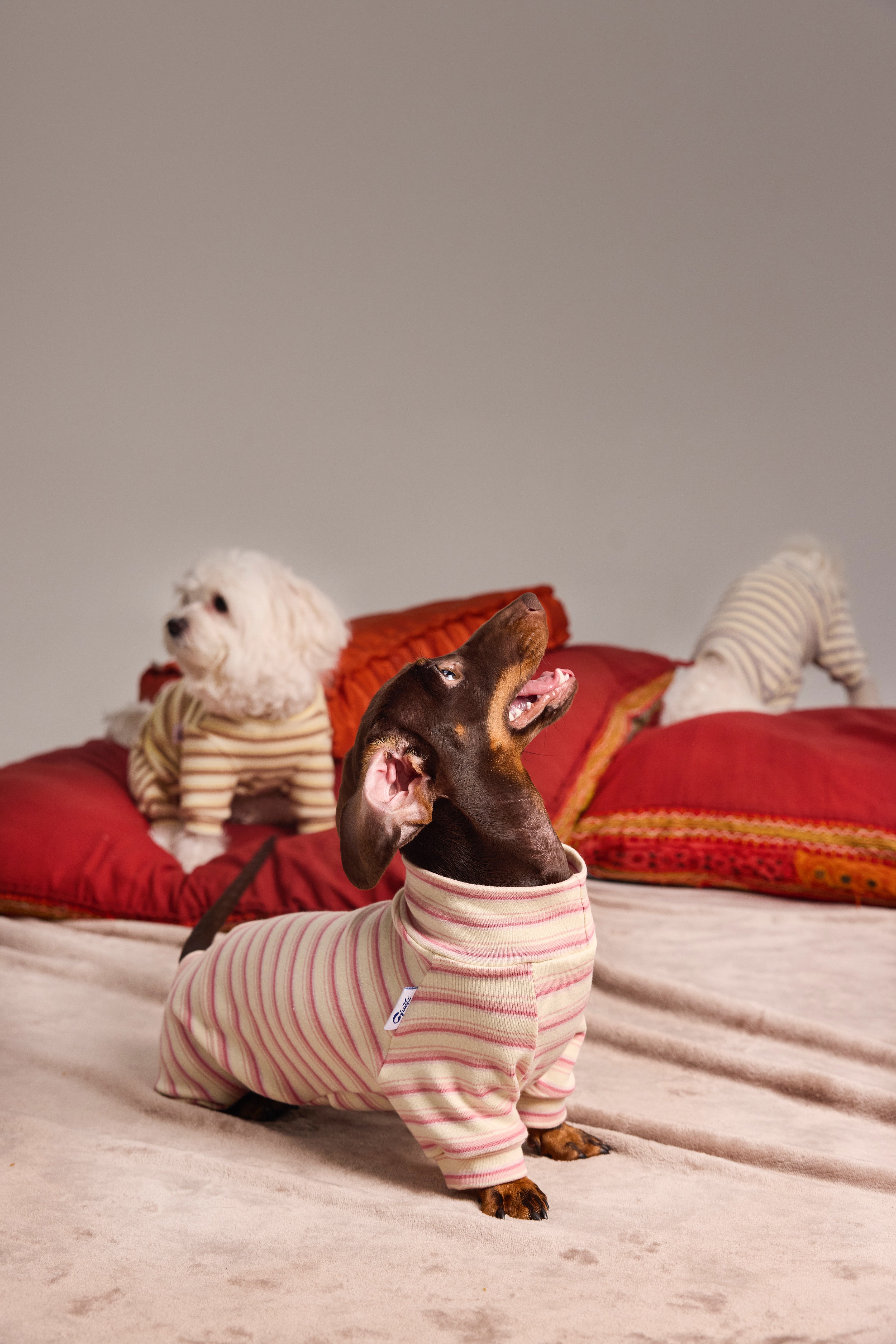 Sous-pull en maille pour chien