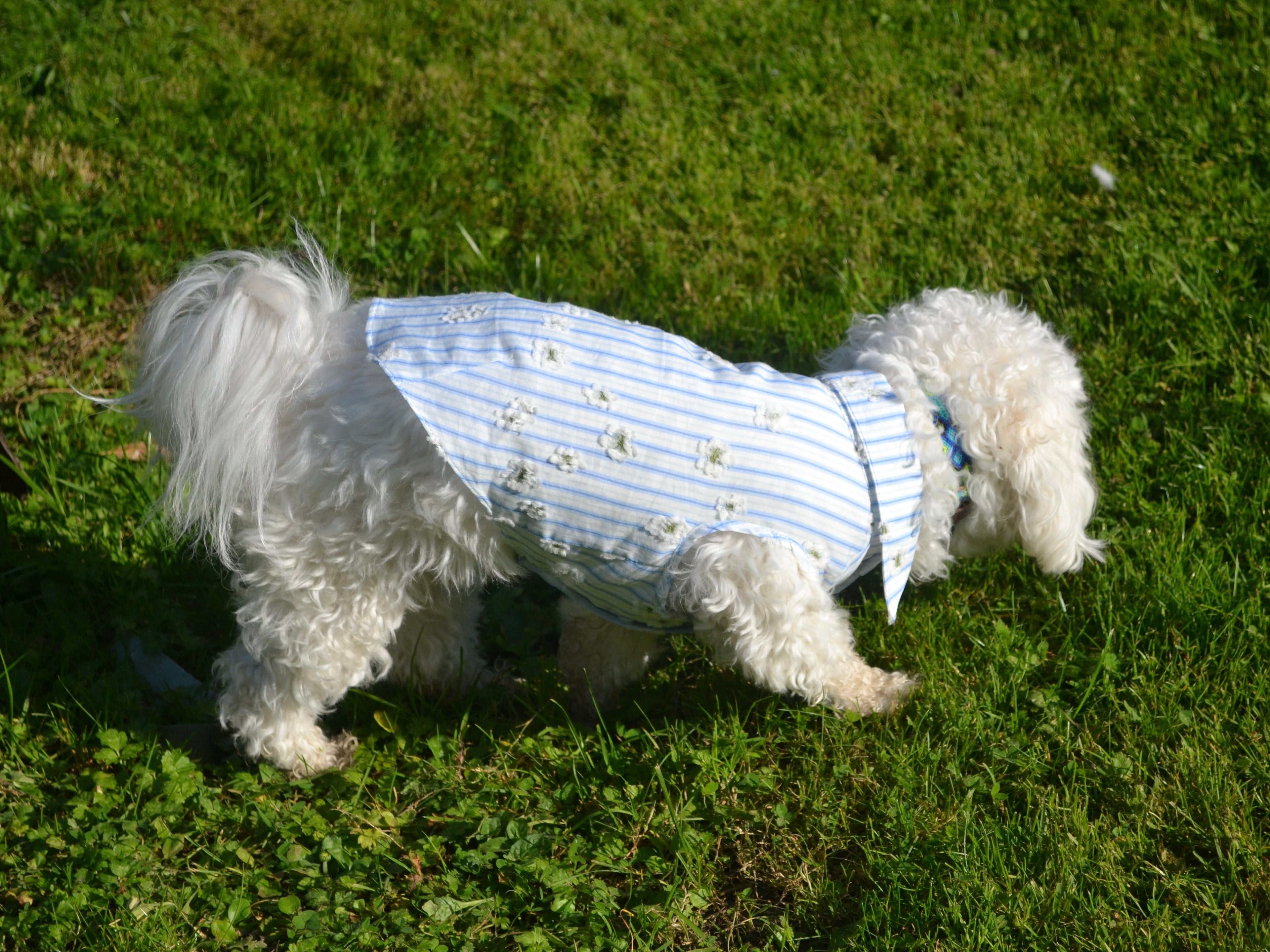 NUOMI Chemise pour chien - Floralies - blanc à rayures