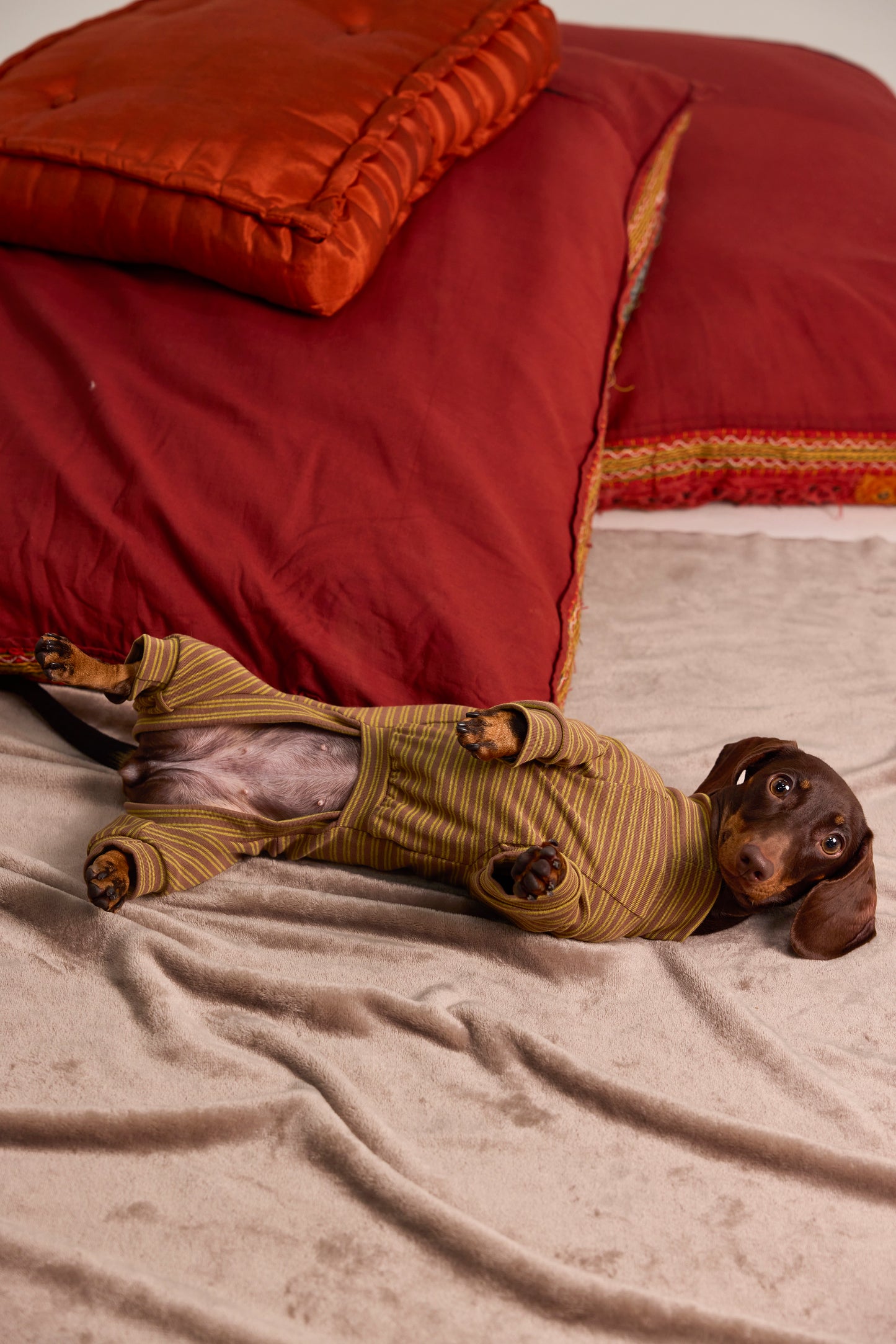 Mesh undershirt for Dachshund