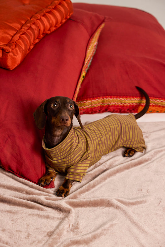 Mesh undershirt for Dachshund