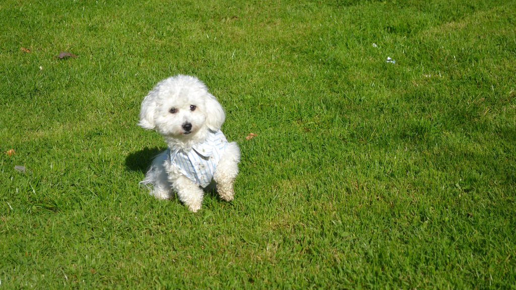 NUOMI Chemise pour chien - Floralies - blanc à rayures