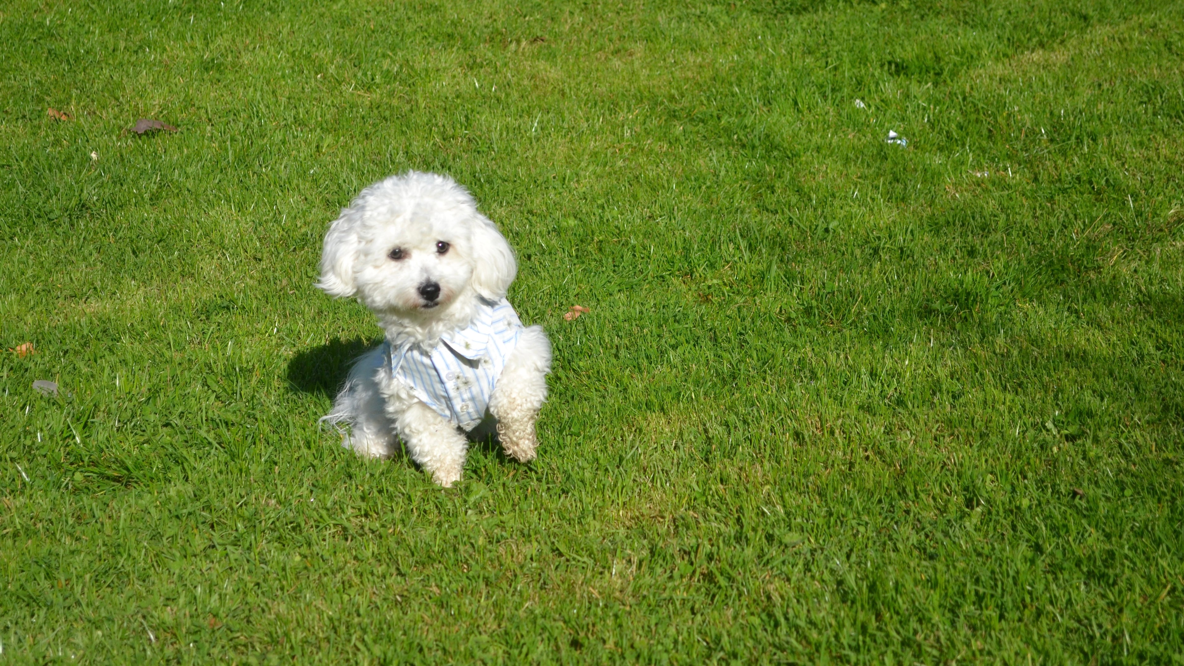 NUOMI Chemise pour chien - Floralies - blanc à rayures
