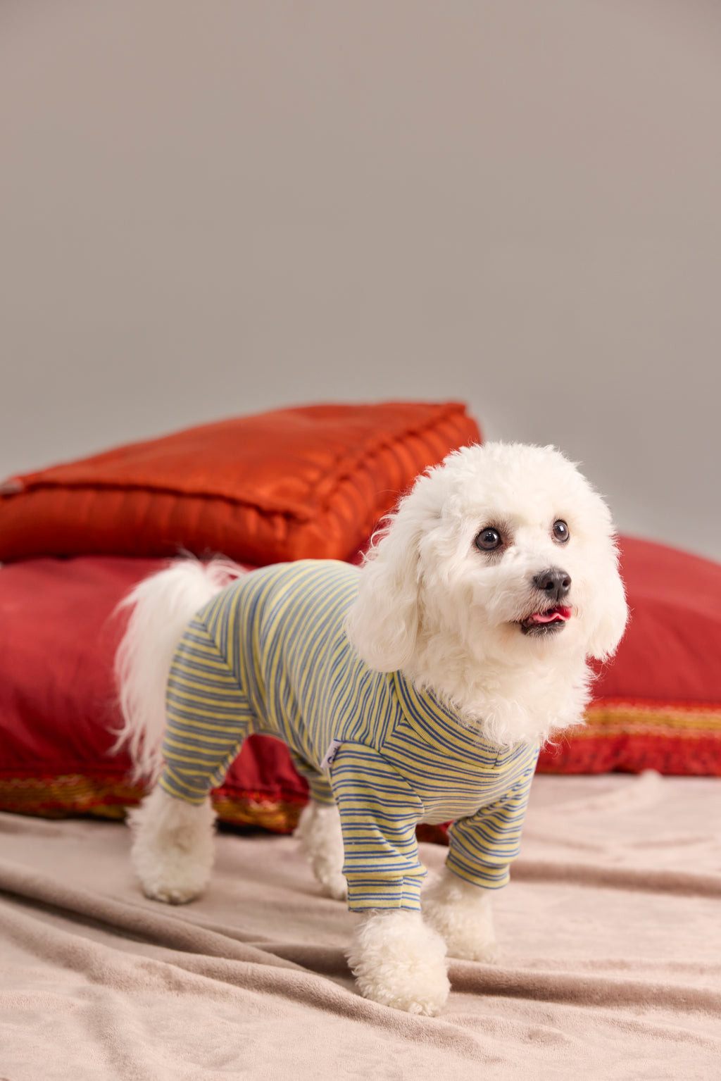 Sous-pull en maille pour Teckel