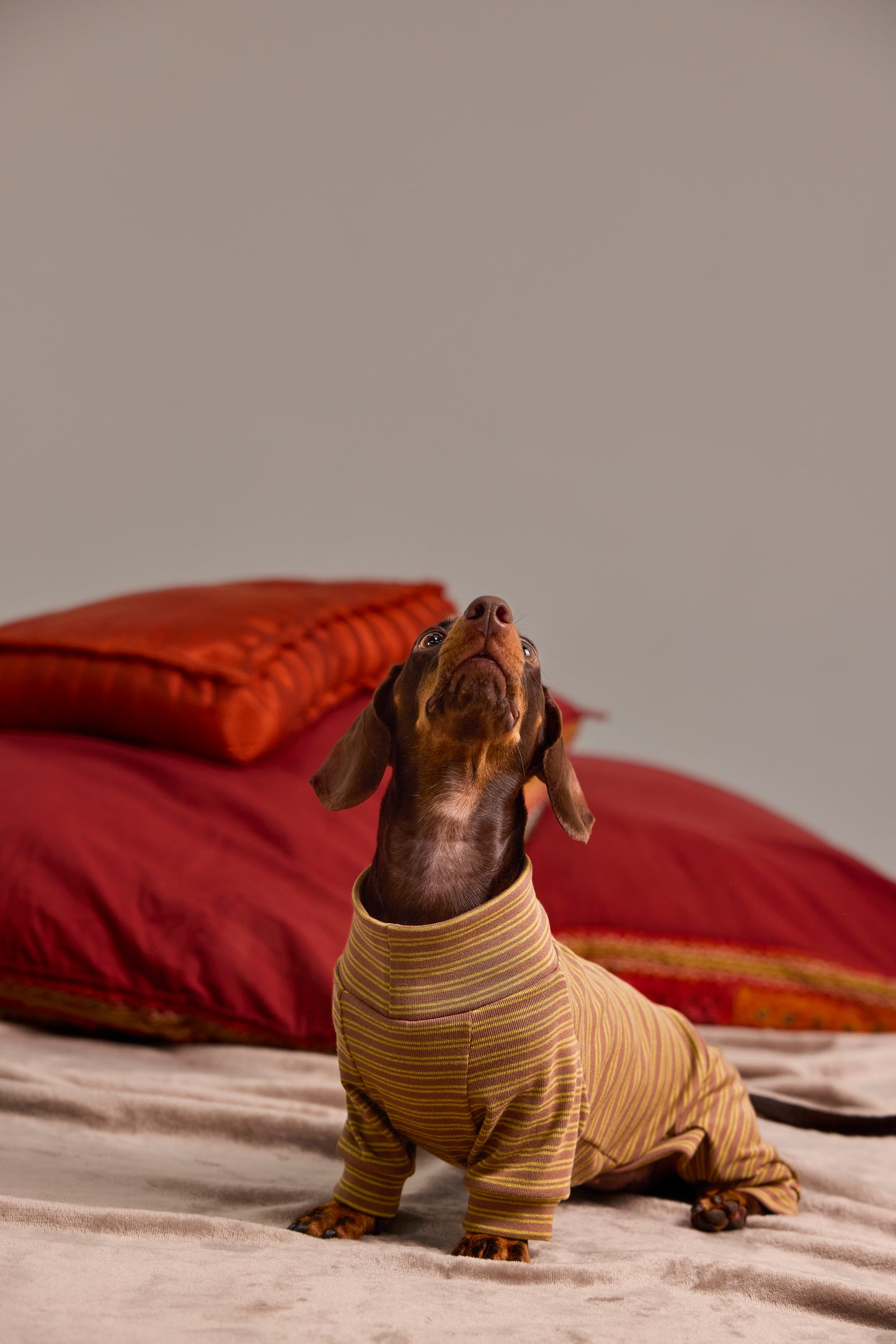 Mesh undershirt for Dachshund