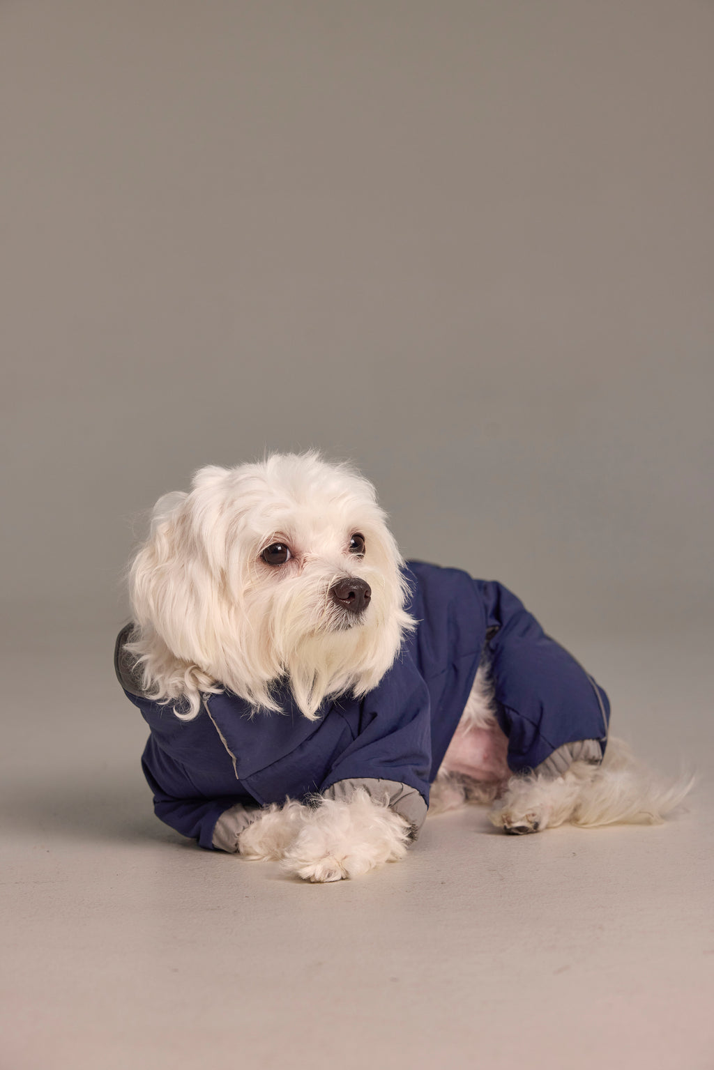 Combinaison 2-en-1 pour chien,  haut et pantalon détachables