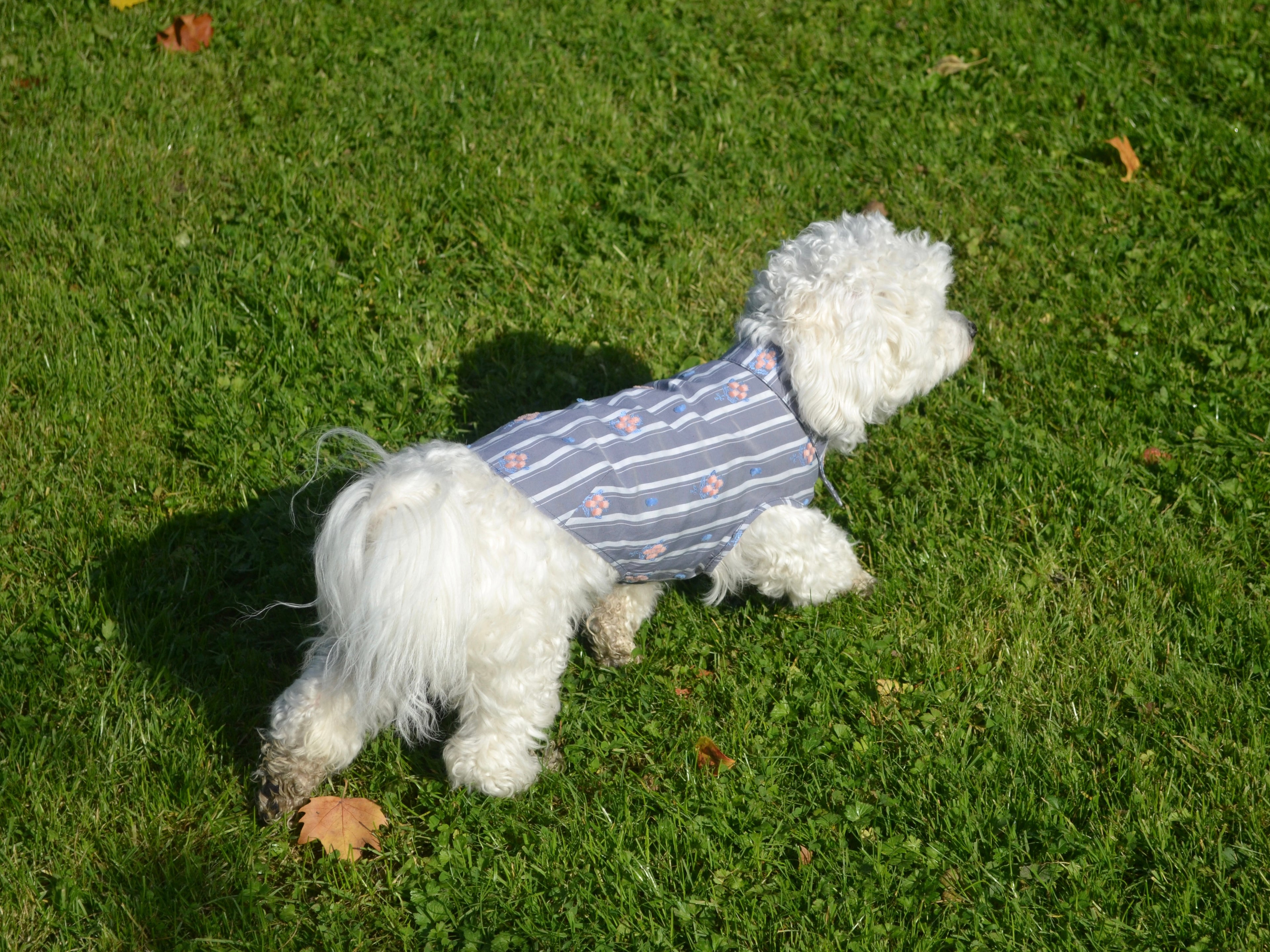 NUOMI Chemise pour chien - Floralies - Gris à rayures