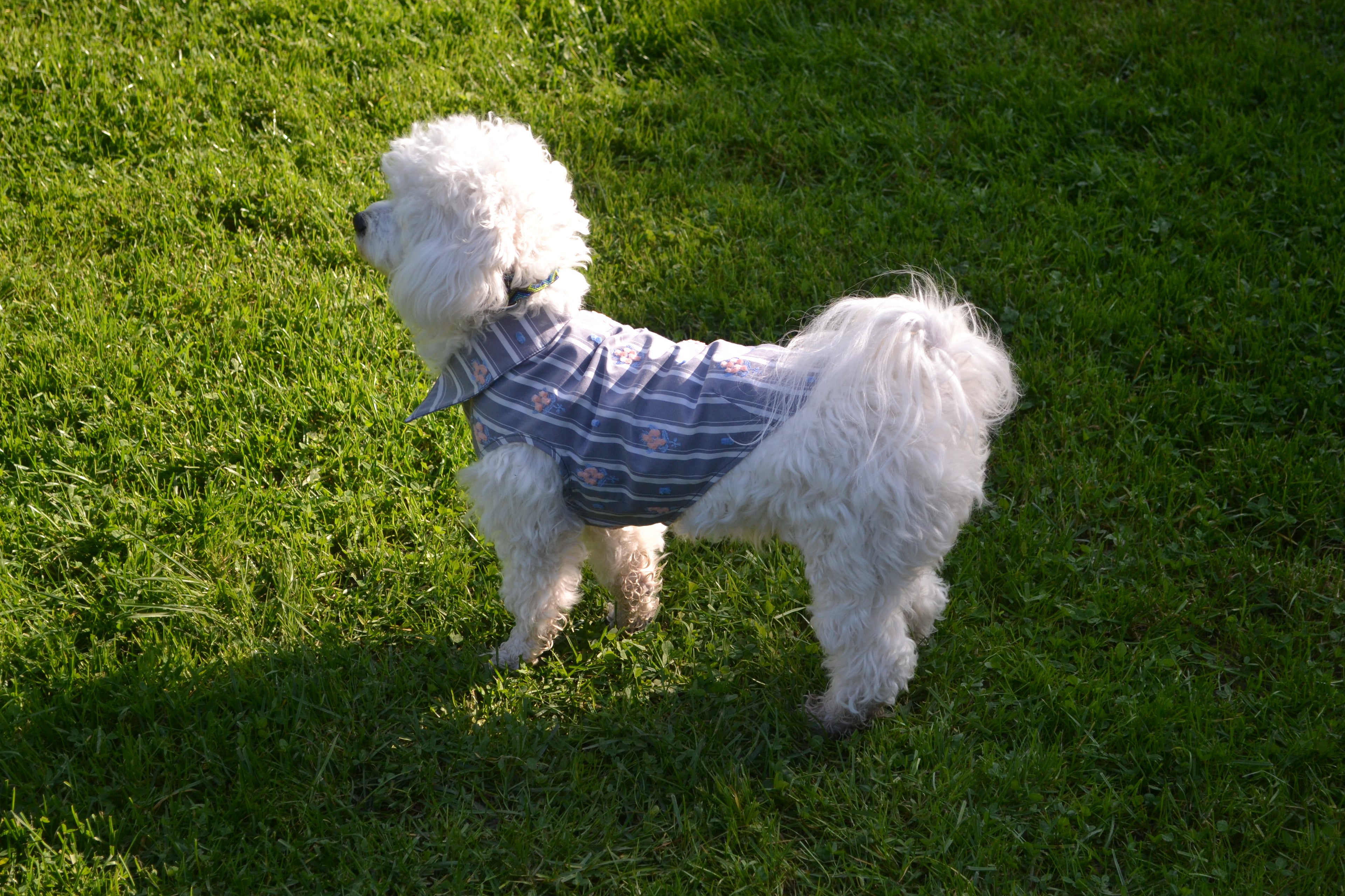 NUOMI Chemise pour chien - Floralies - Gris à rayures