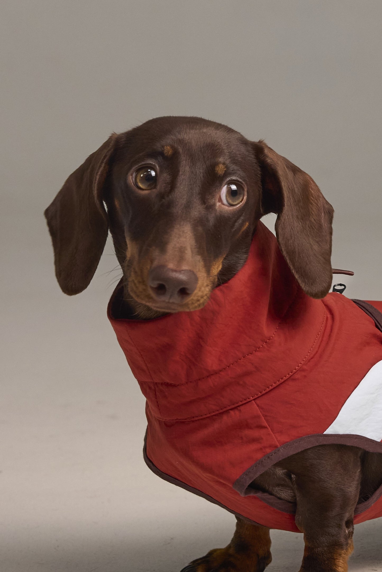 Lightweight dog raincoat - Red color block