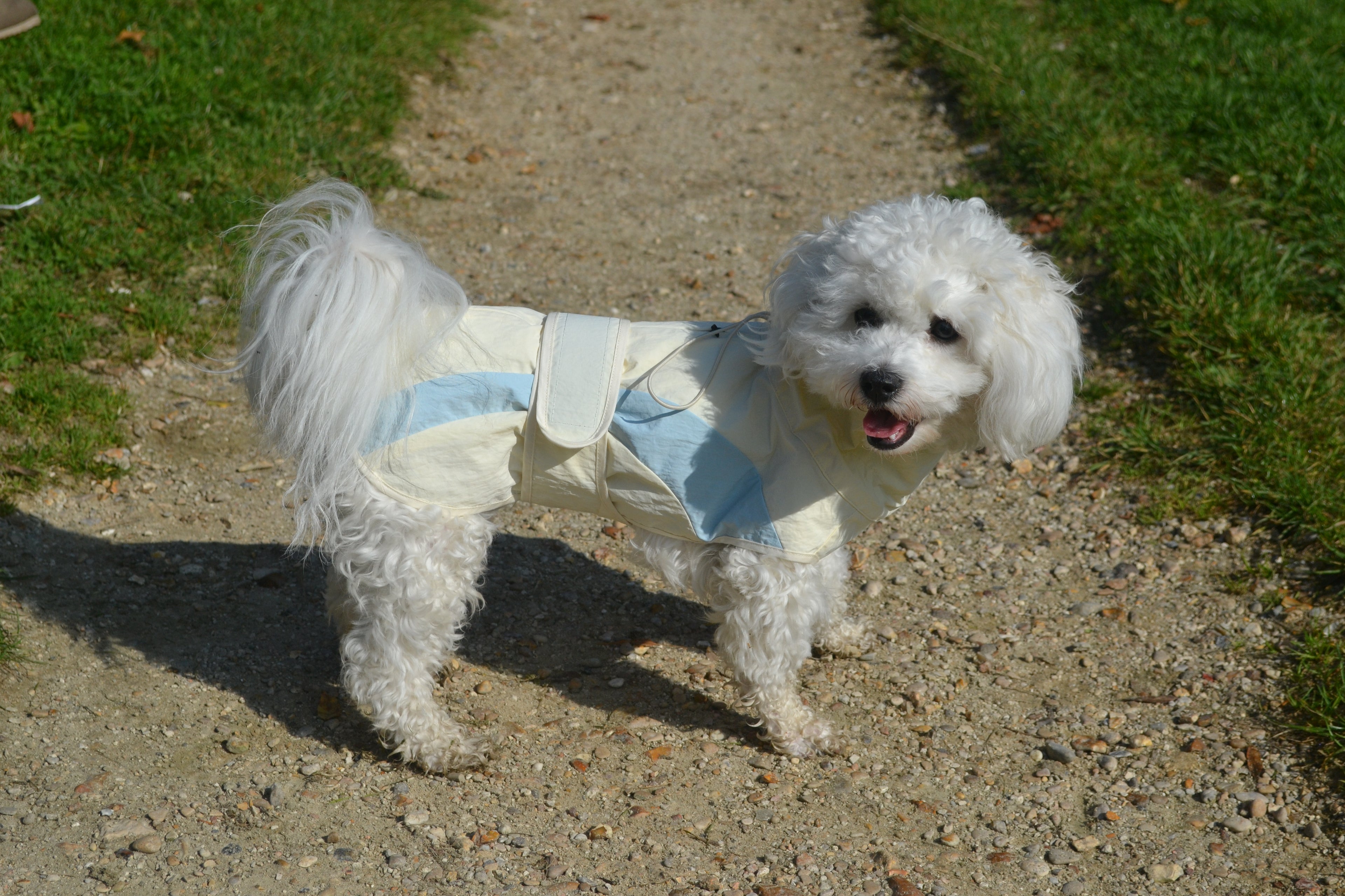HUSHBABY Imperméable pour chien - A blocs de couleur Claire