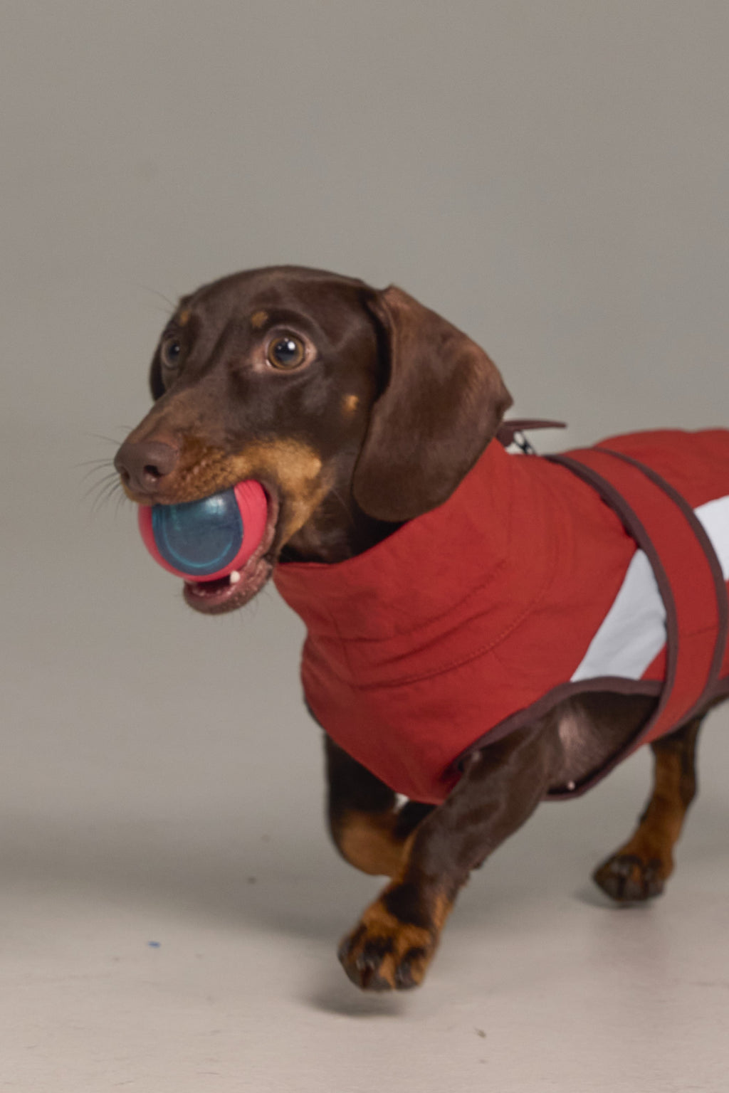 Imperméable léger pour chien - A blocs de couleur Rouge