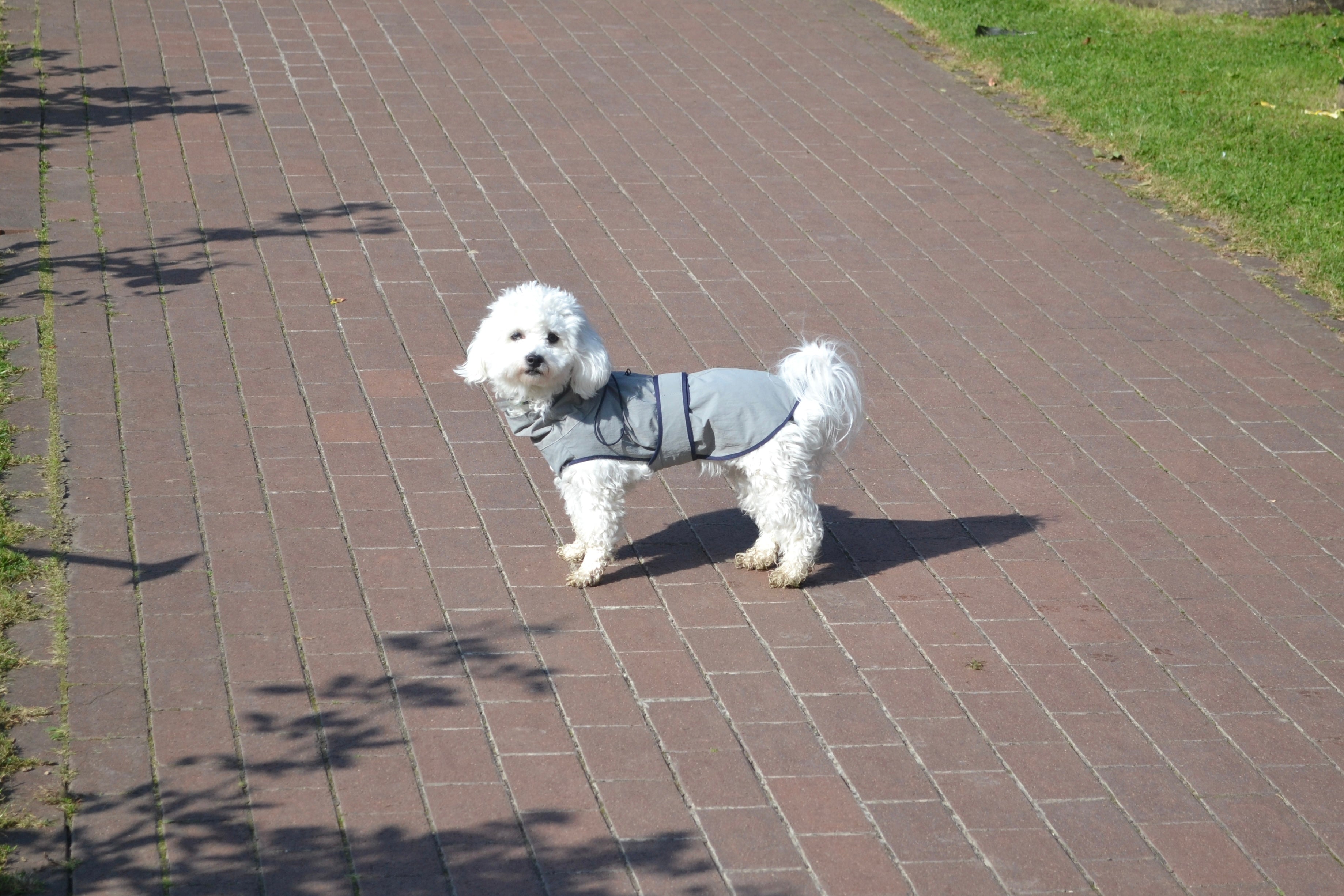 HUSHBABY Imperméable pour chien - Couleur Uni