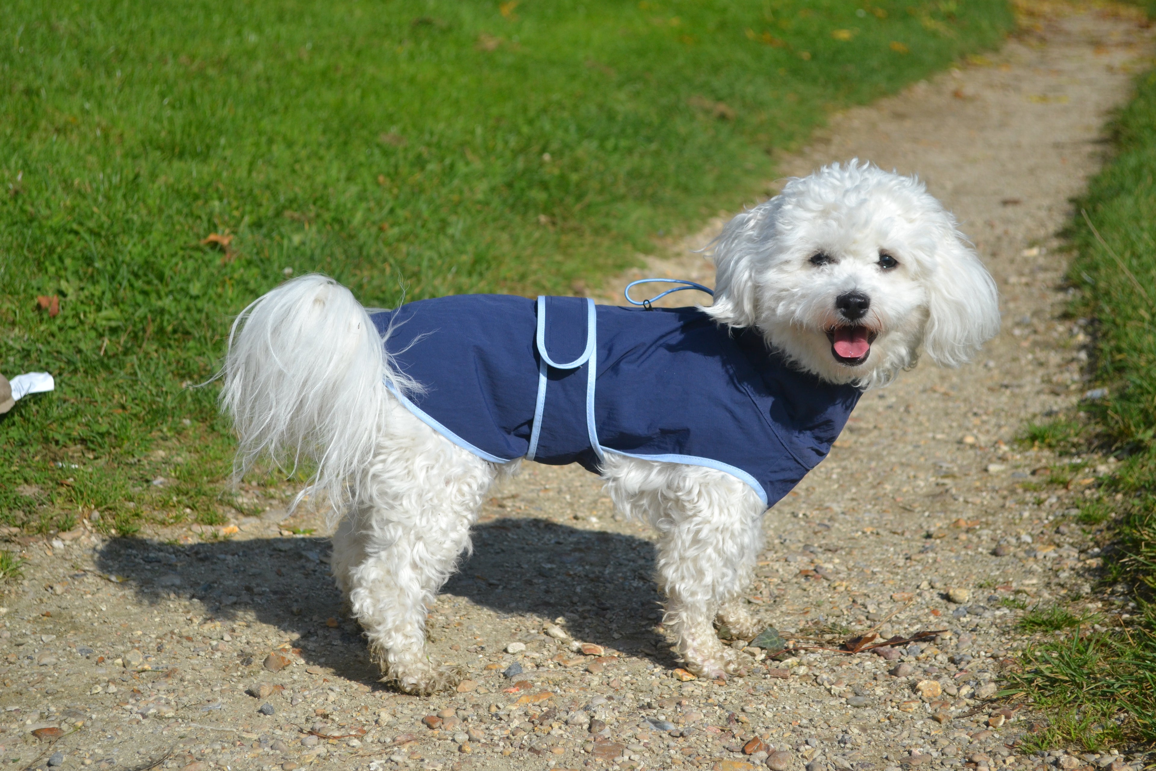 Hushbaby Imperméable pour chien - Bleu marine