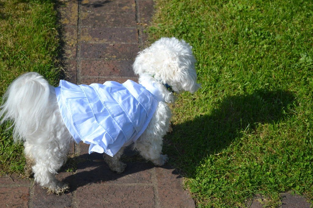 Robe Gâteau pour chien - Couture