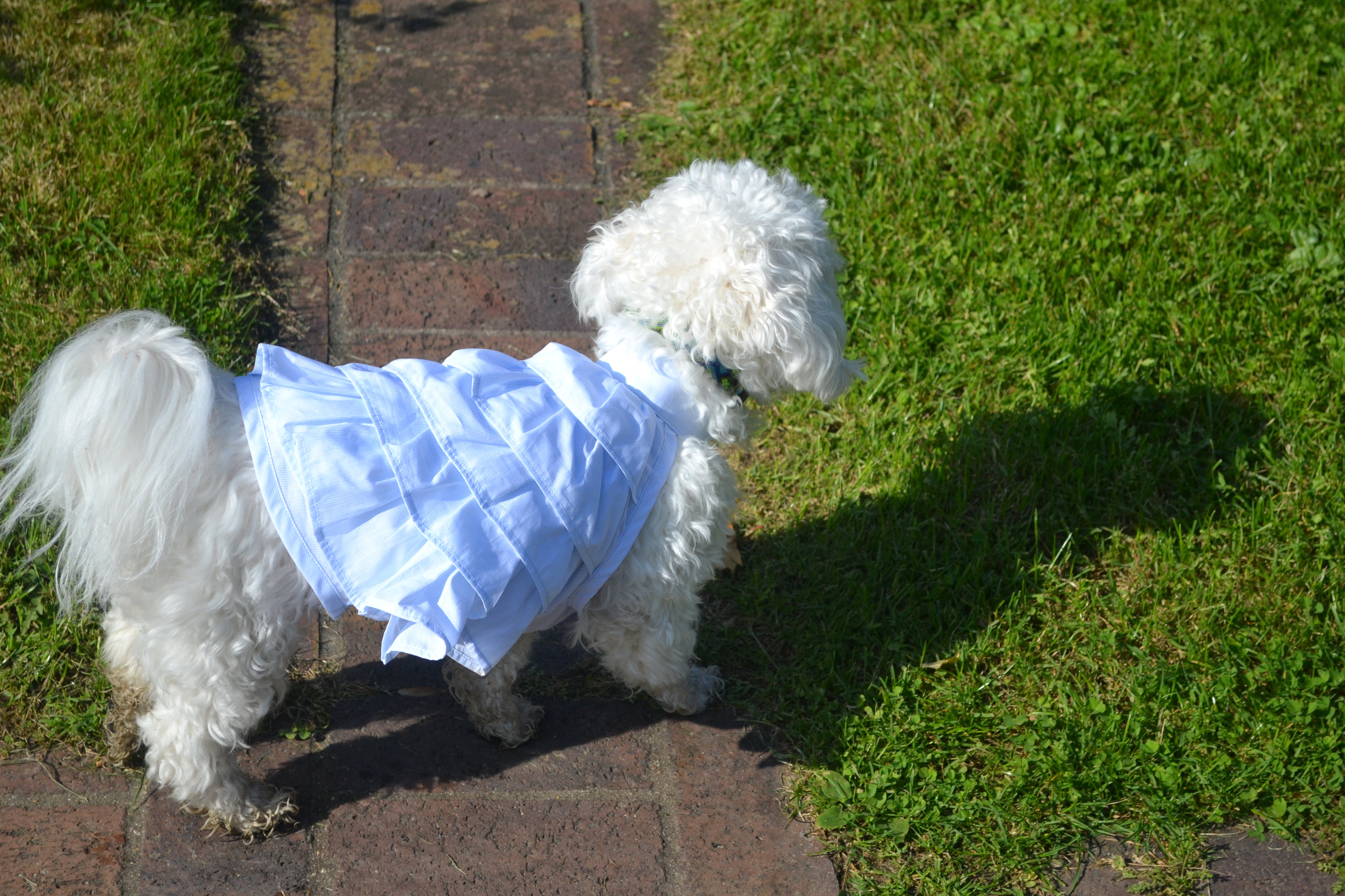 Robe Gâteau pour chien - Couture