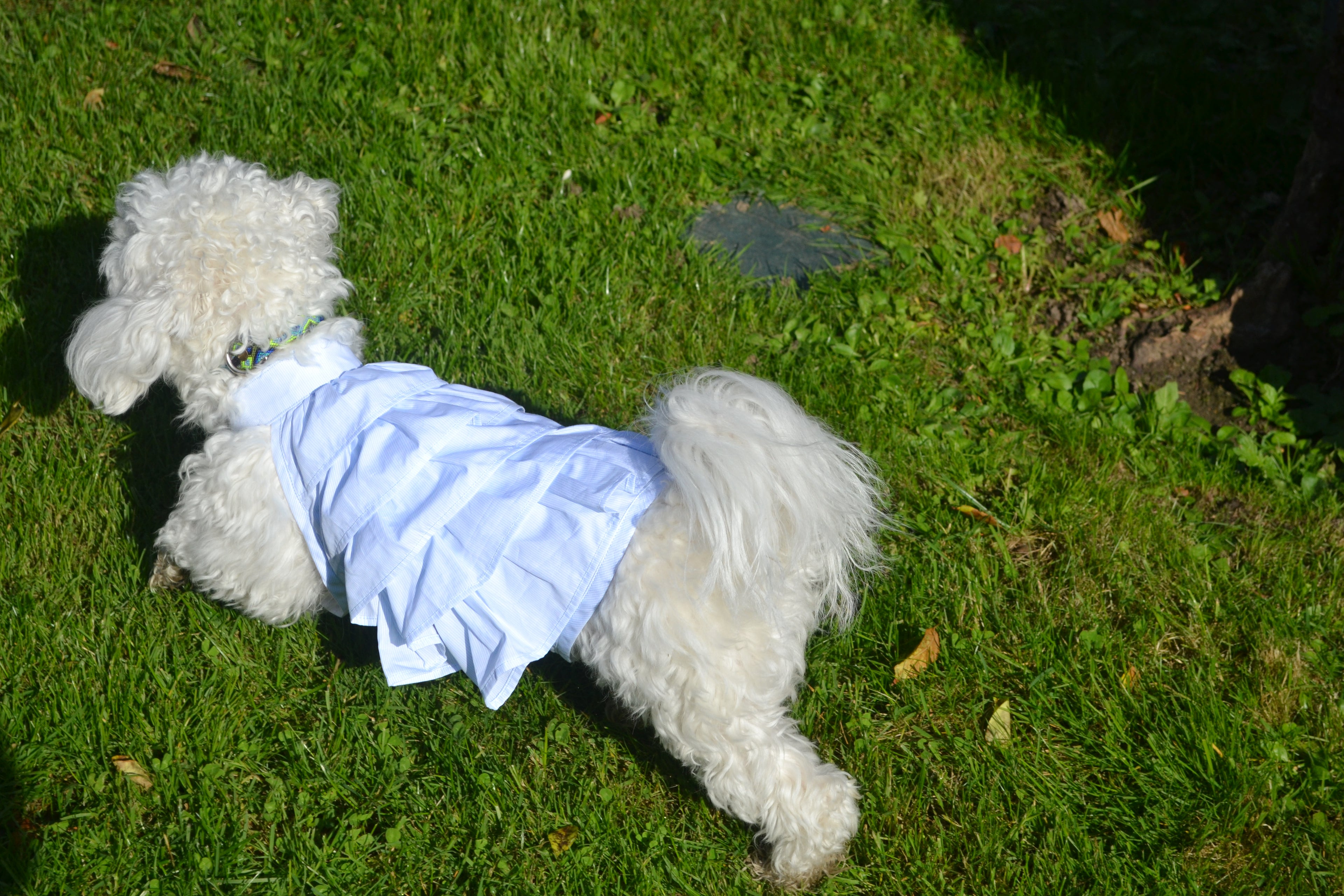 Robe Gâteau pour chien - Couture