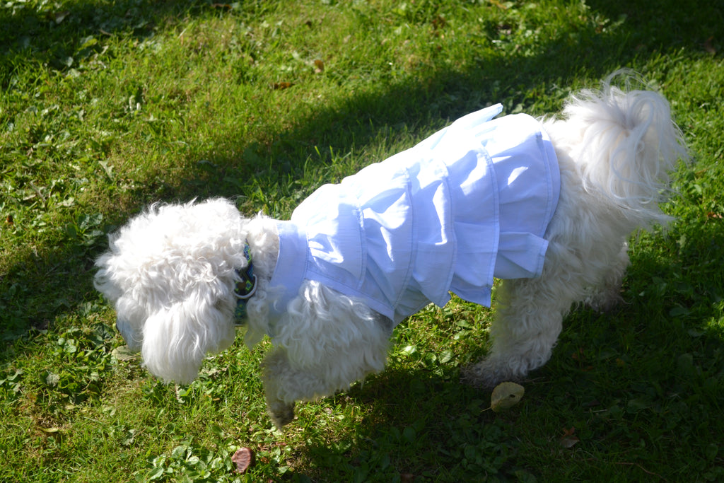 Robe Gâteau pour chien - Couture