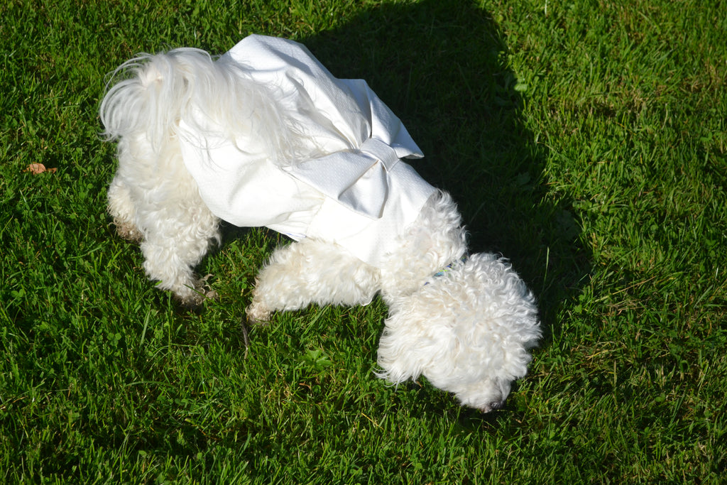 Robe Bouffante pour chien - Couture