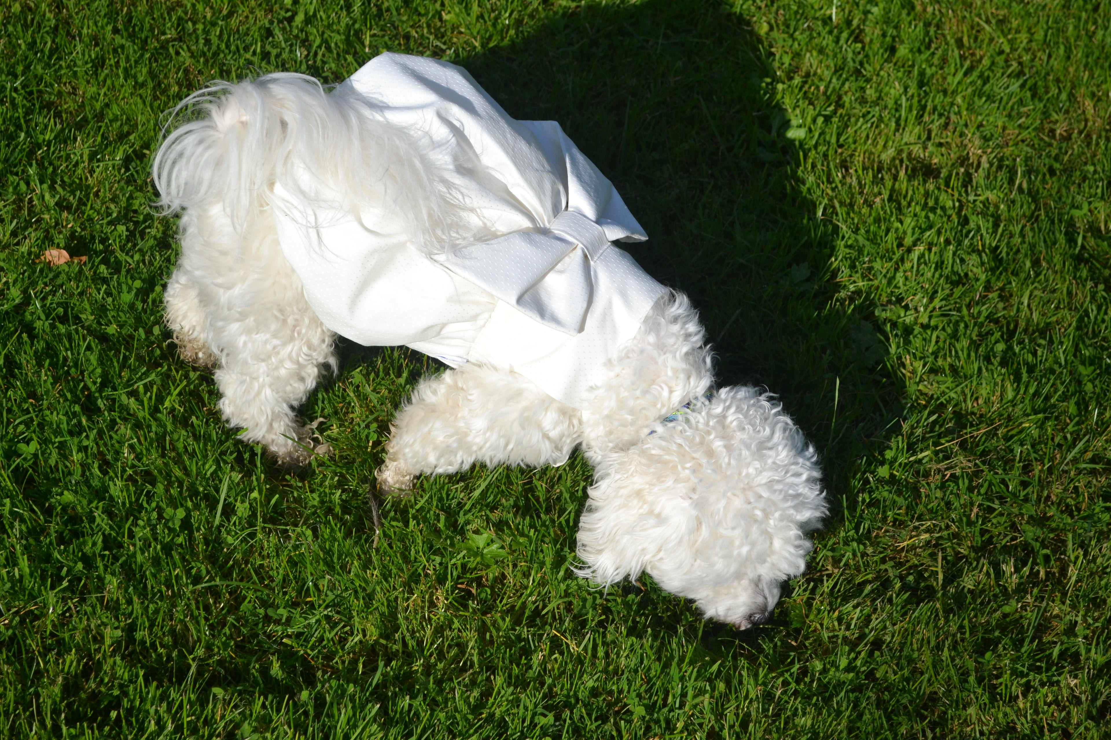 Robe Bouffante pour chien - Couture