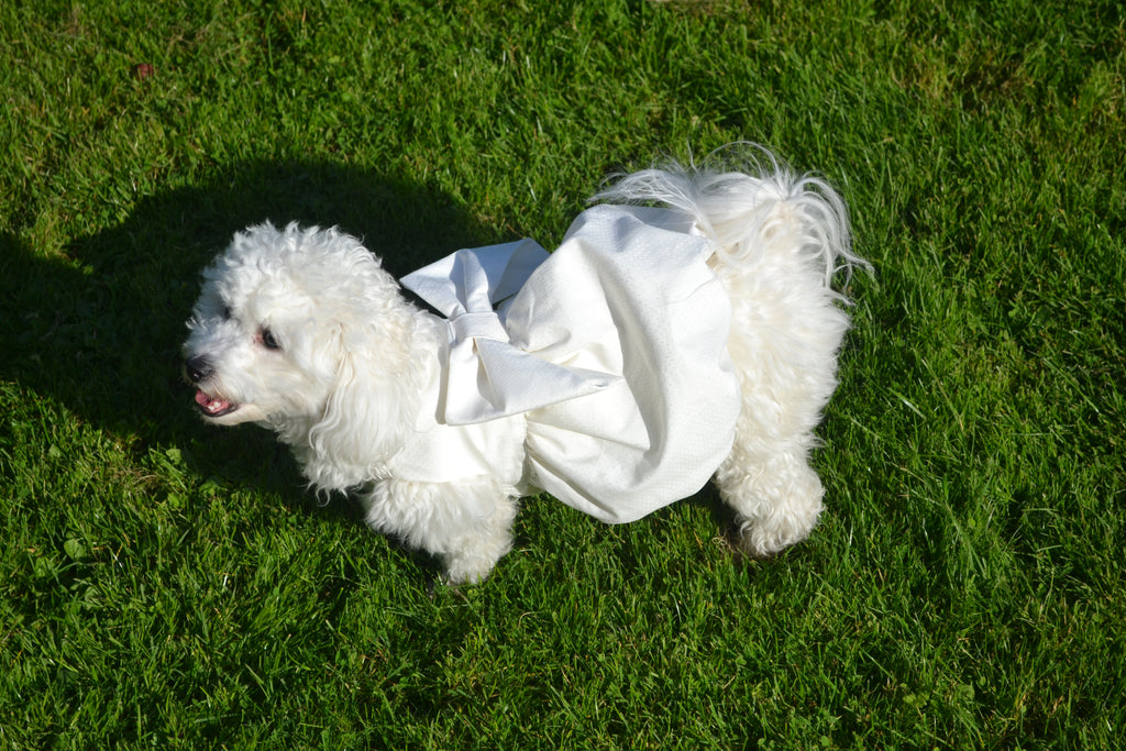 Robe Bouffante pour chien - Couture