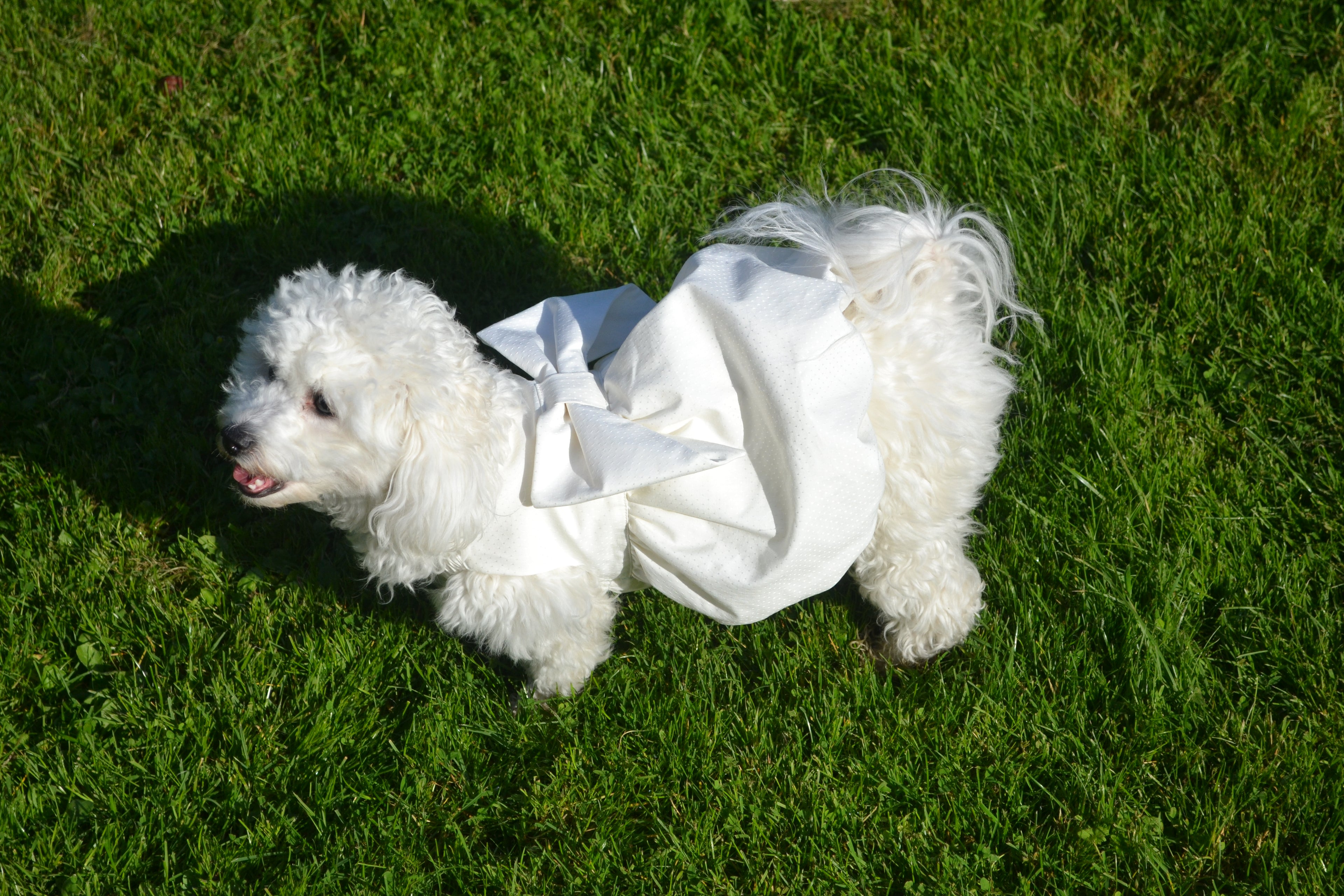 Robe Bouffante pour chien - Couture