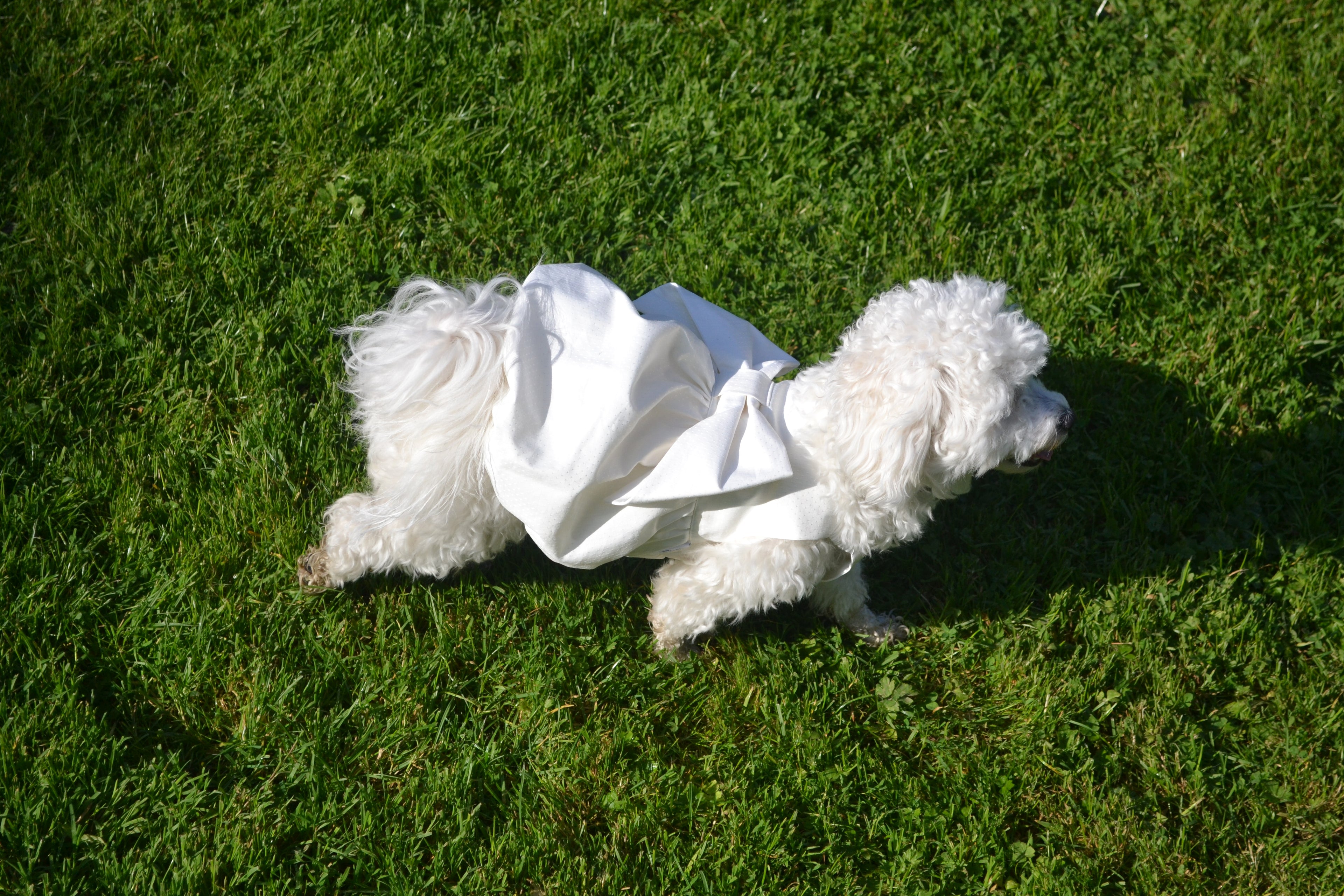 Robe Bouffante pour chien - Couture