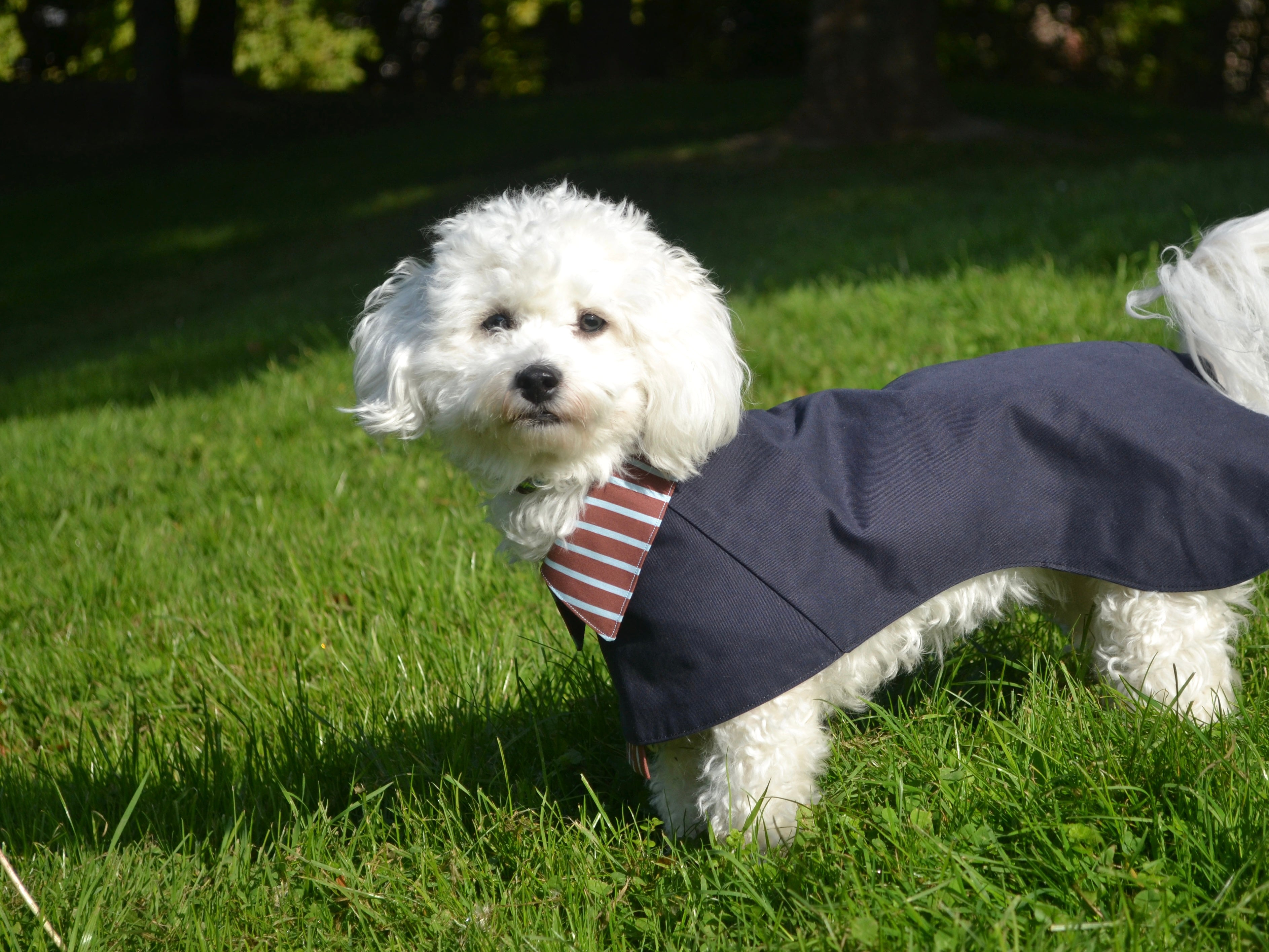 2-EN-1 Trench coat pour chien