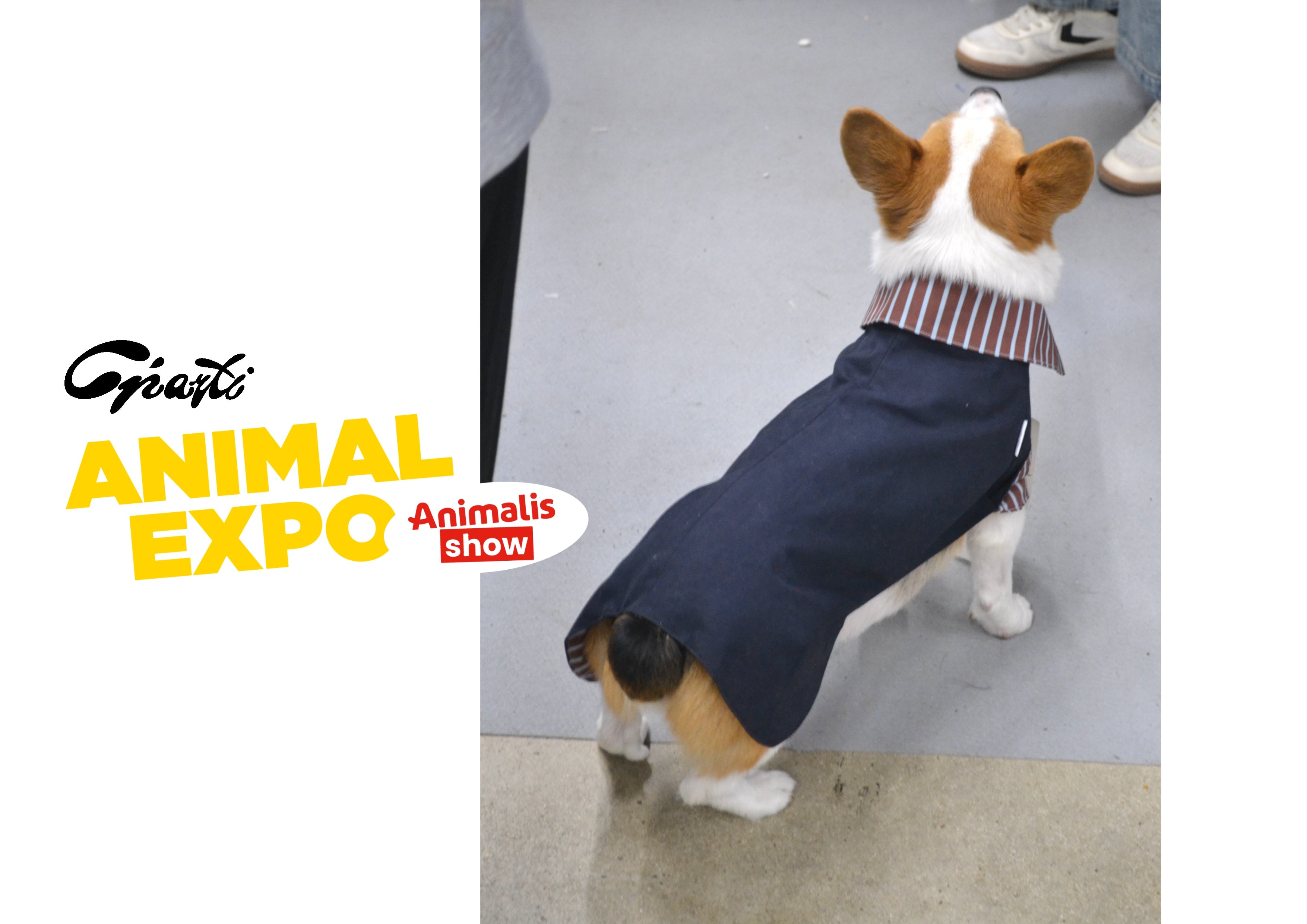 2-EN-1 Trench coat pour chien