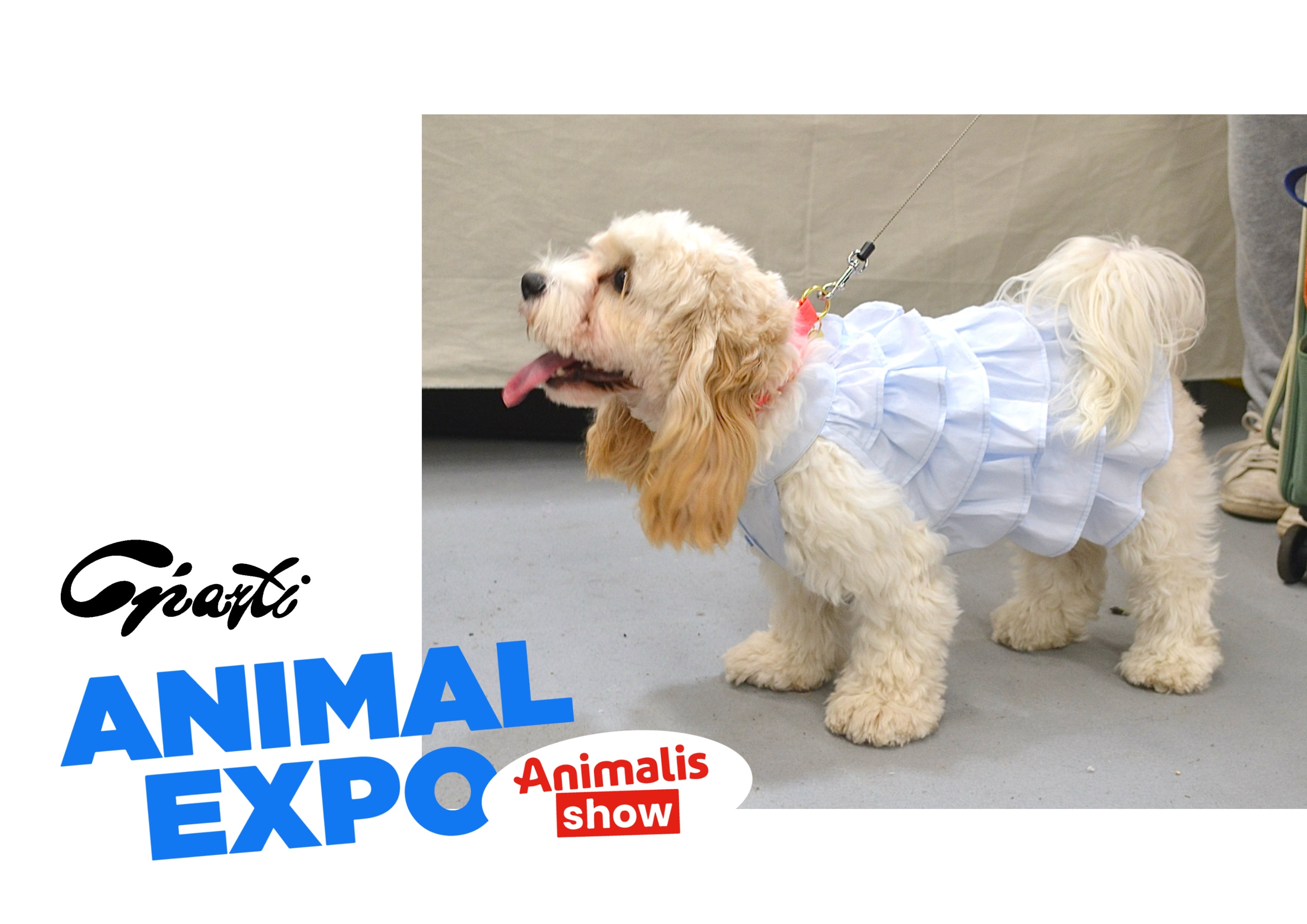 Robe Gâteau pour chien - Couture
