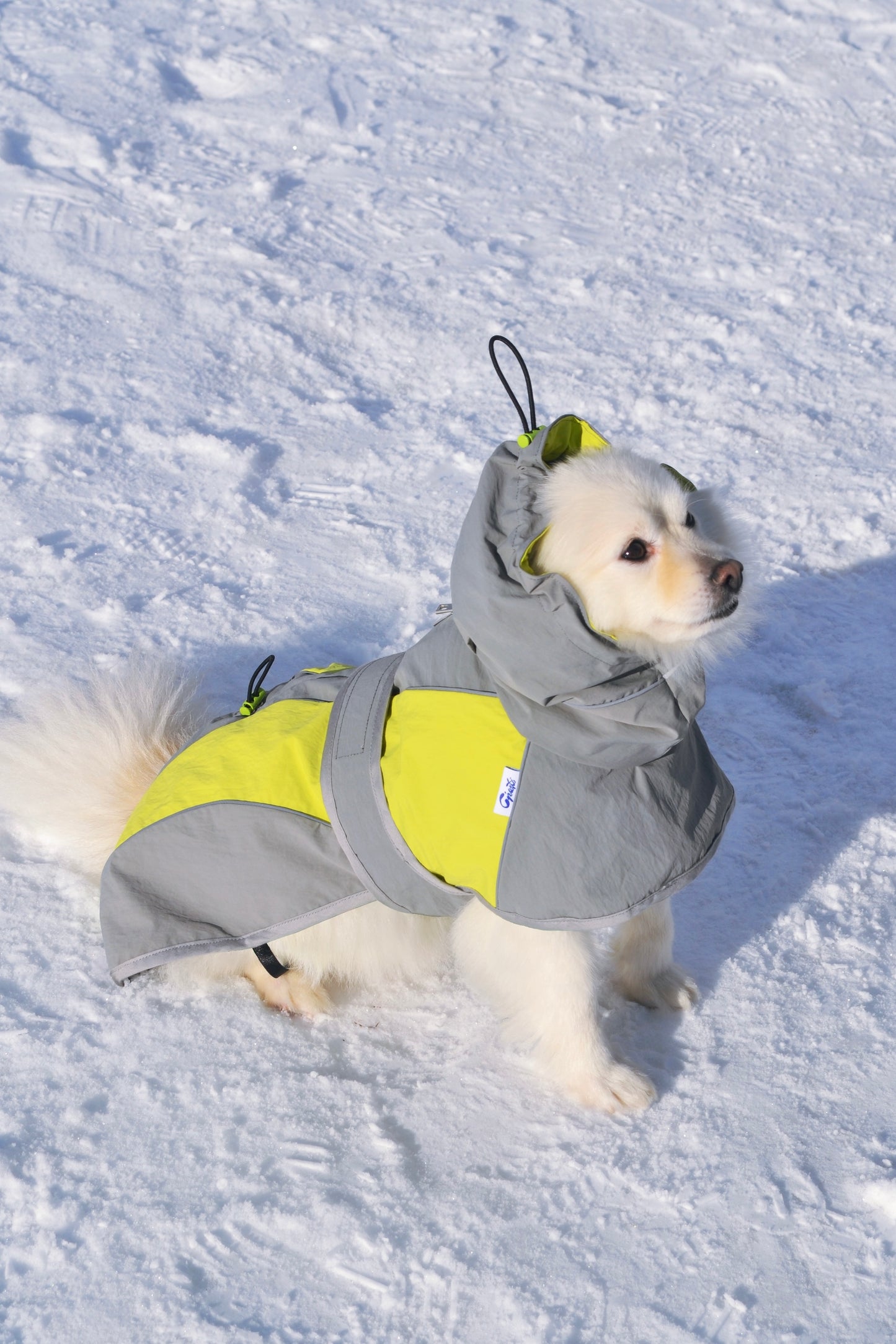 Manteau imperméable à capuche pour chien