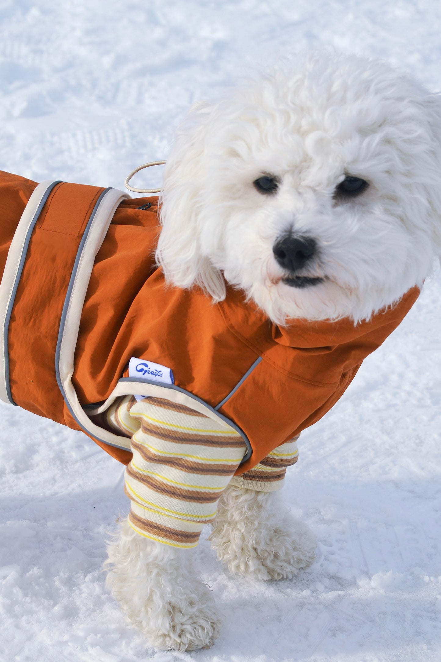 Ensemble imperméable 2 pièces pour chien - Neige de printemps