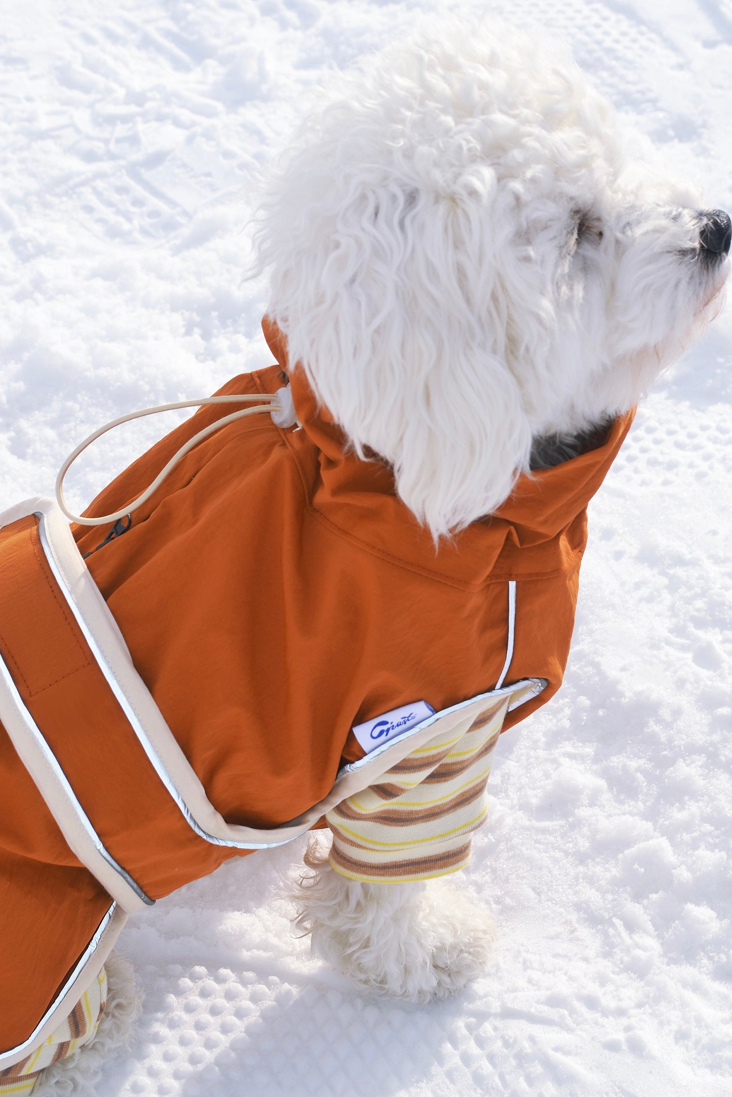 Ensemble imperméable 2 pièces pour chien - Neige de printemps
