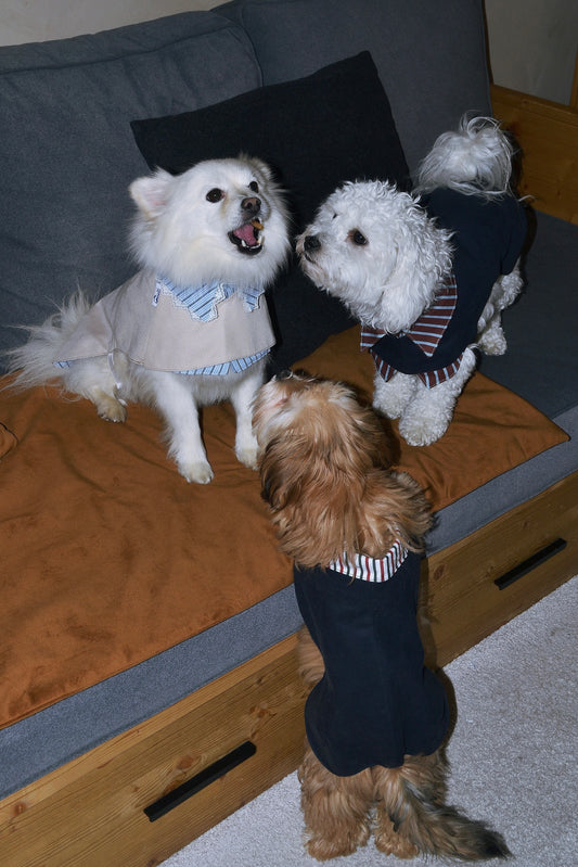 Trench 2-EN-1 pour chien – Édition Dentelle