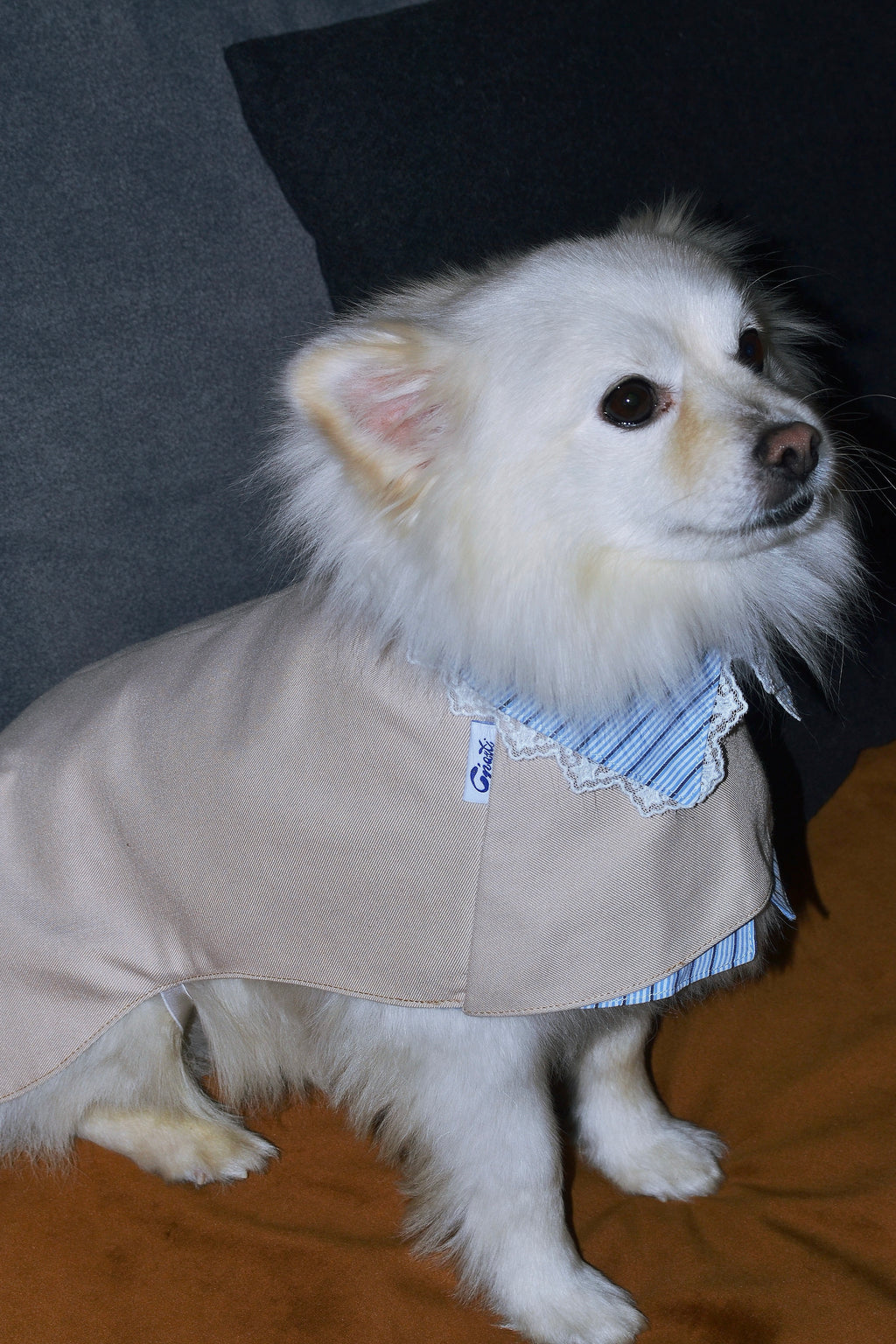 Trench 2-EN-1 pour chien – Édition Dentelle
