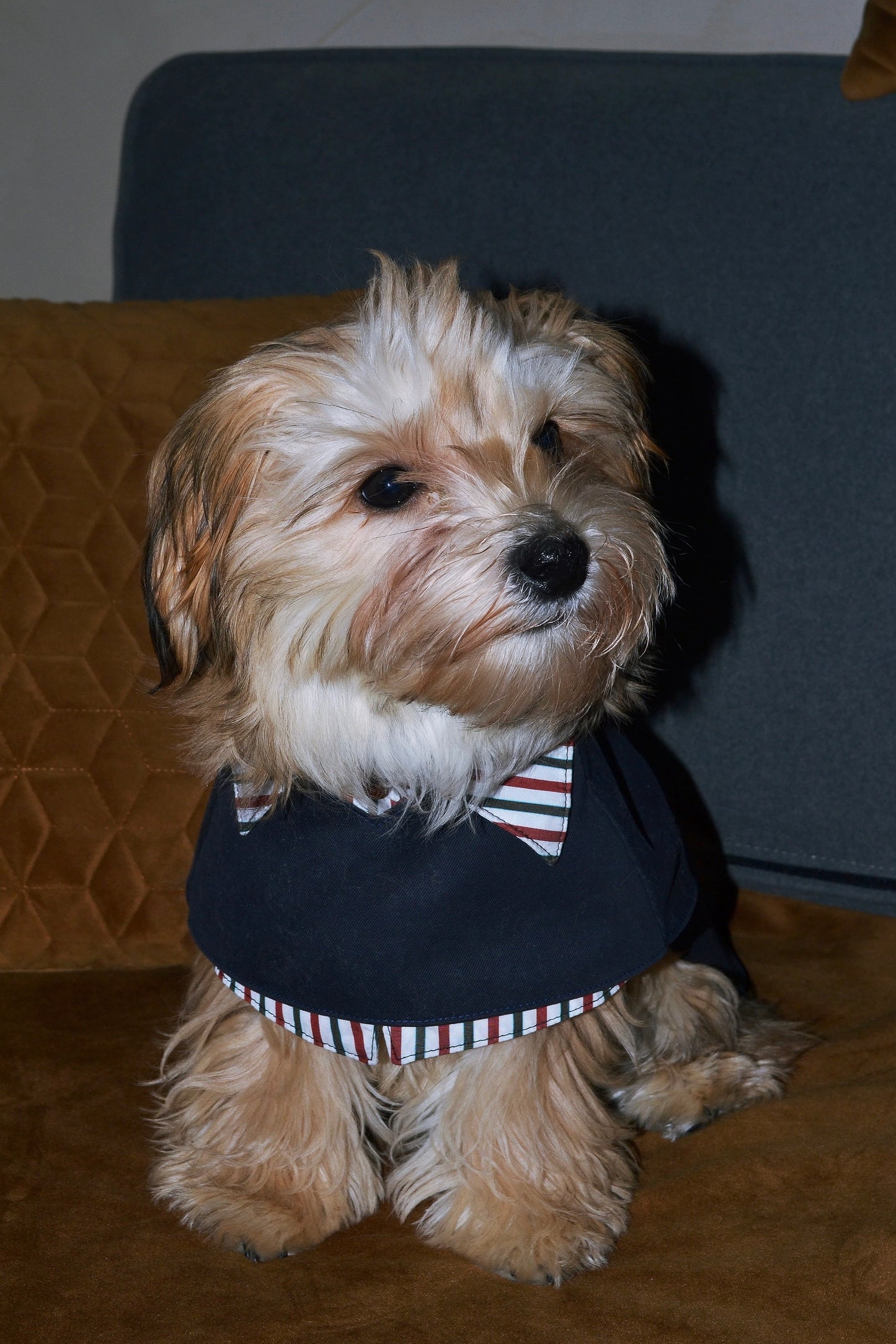 Trench 2-EN-1 pour chien