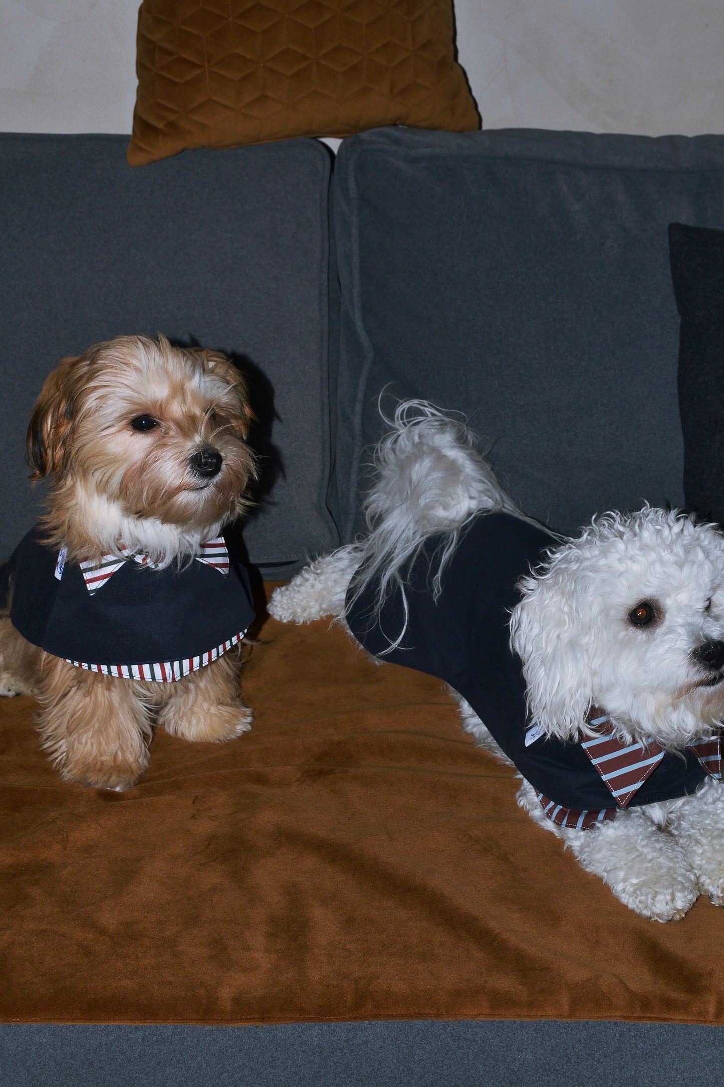 Trench 2-EN-1 pour chien – Édition Dentelle