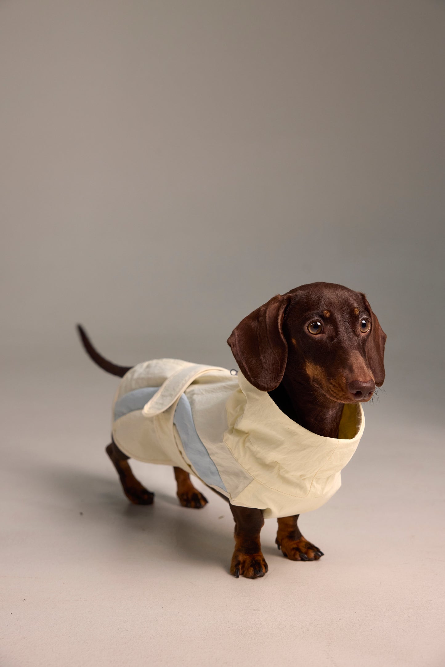 Lightweight Dog Raincoat - Light Color Block