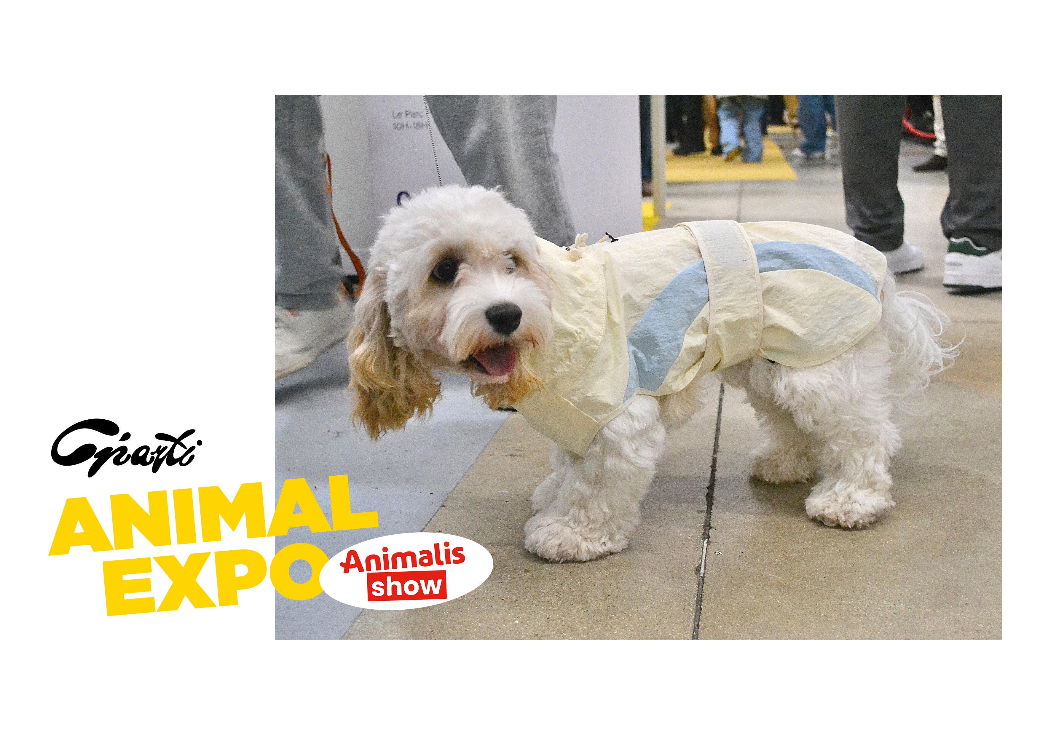 HUSHBABY Imperméable pour chien - A blocs de couleur Claire