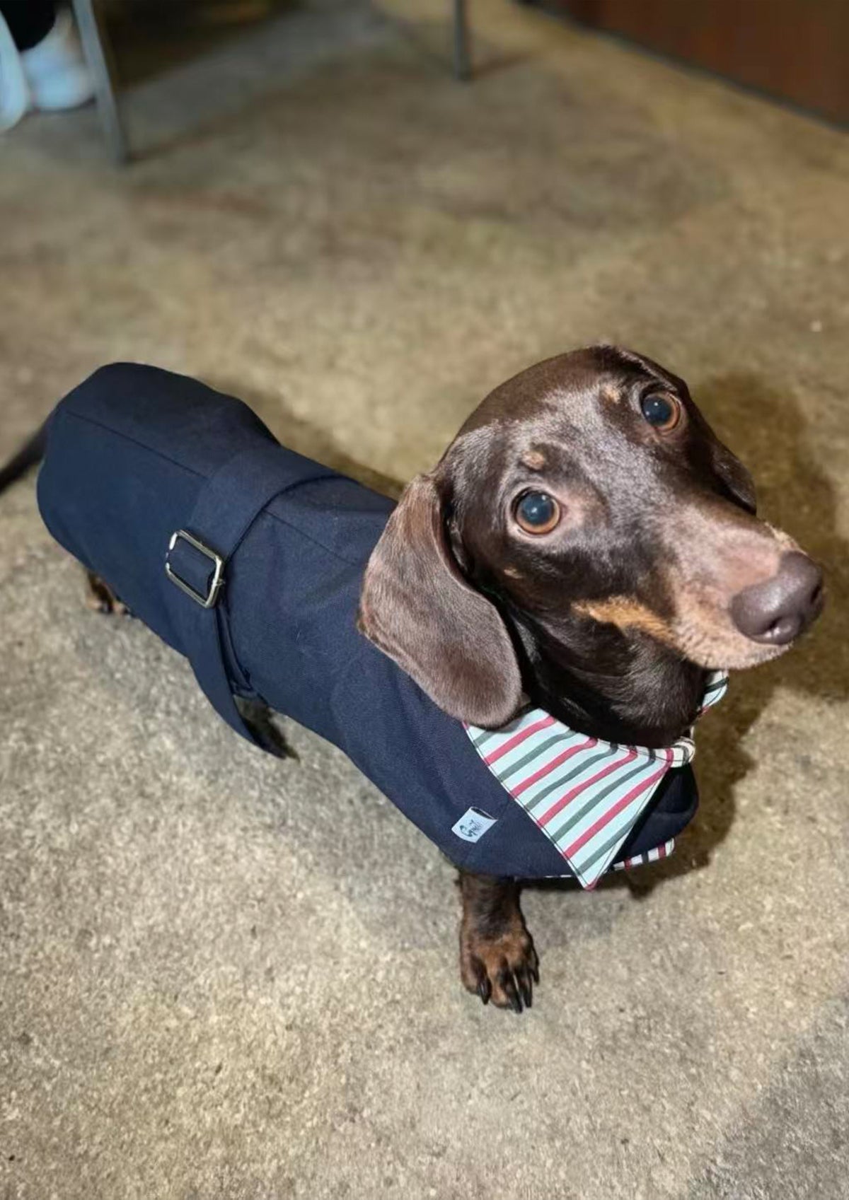 Trench Coat Bleu Marine pour Chien/Teckel