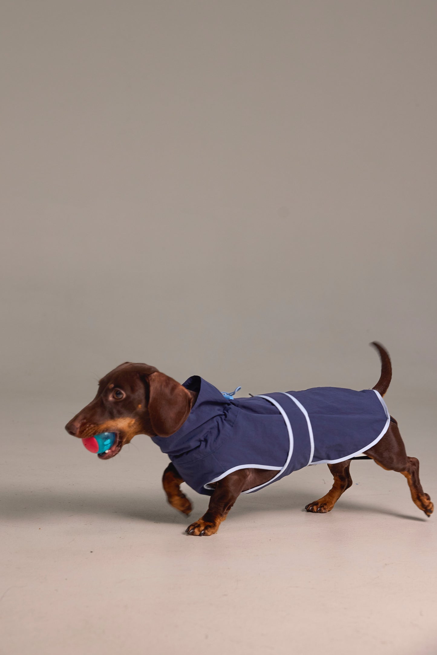Lightweight dog raincoat - Navy blue