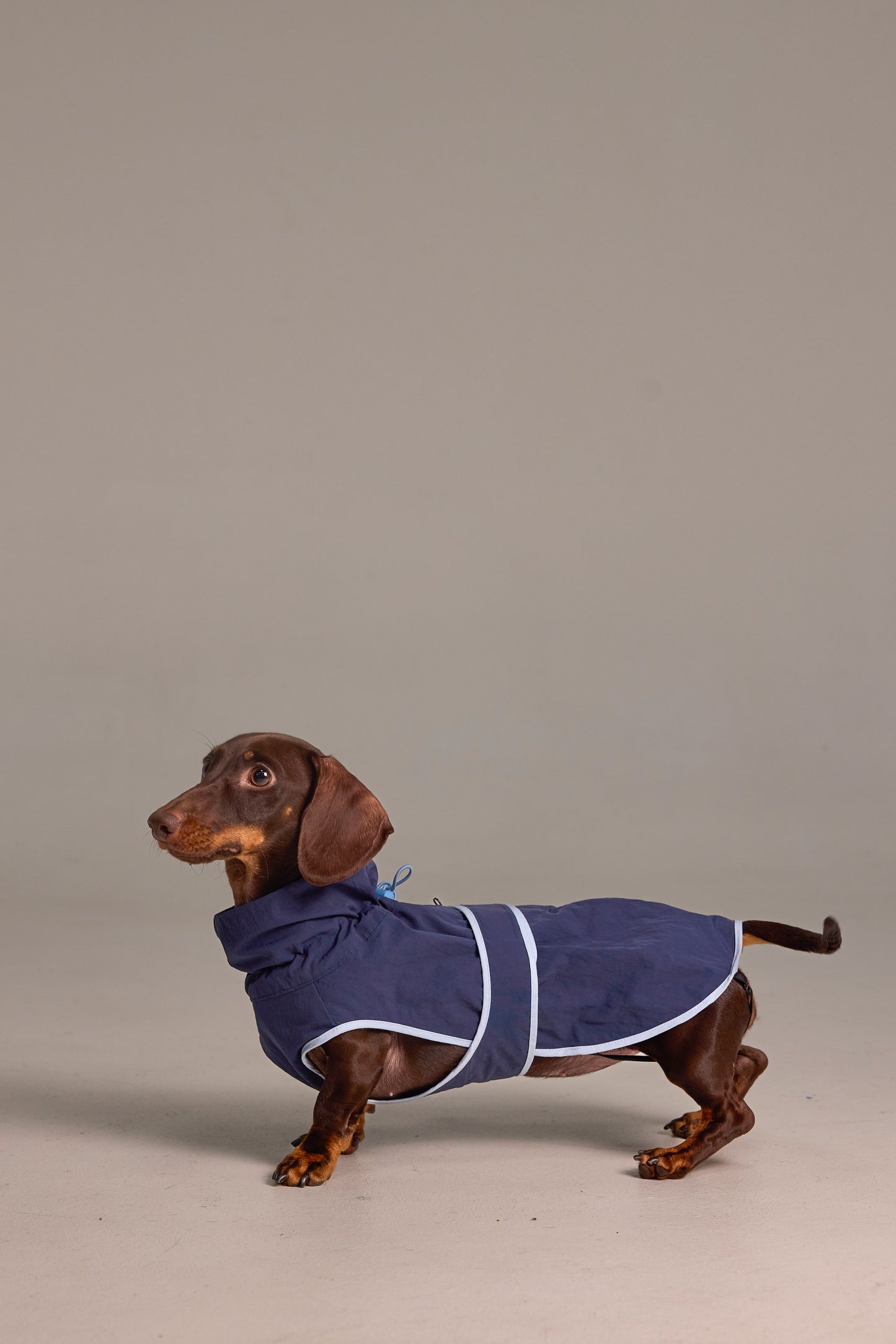 Lightweight dog raincoat - Navy blue