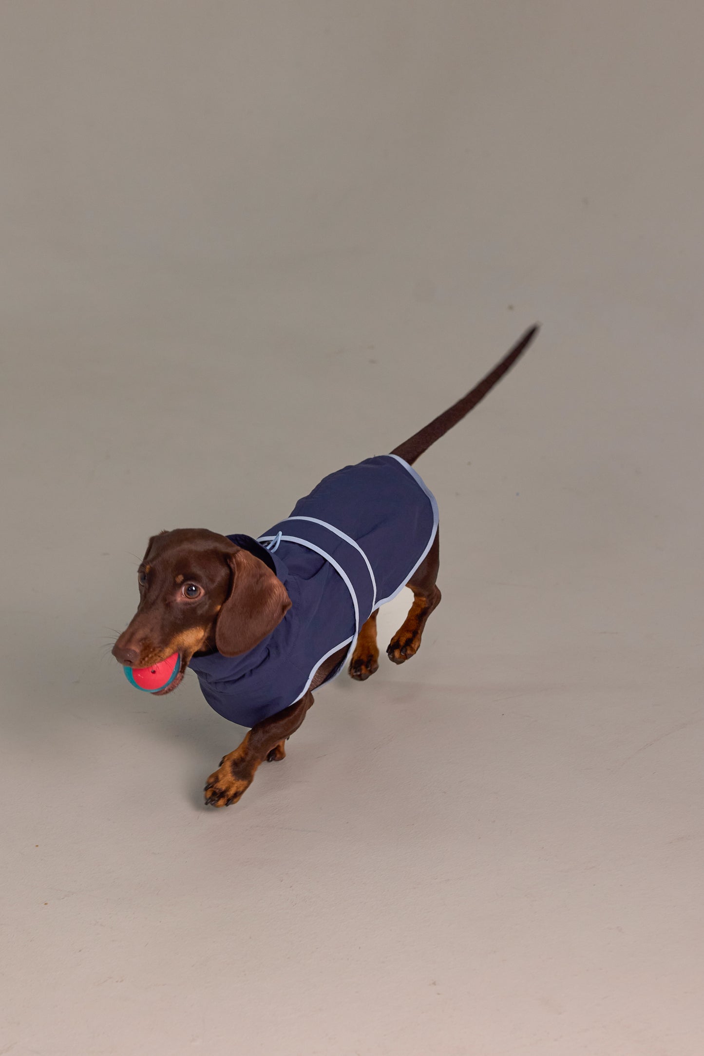 Lightweight dog raincoat - Navy blue